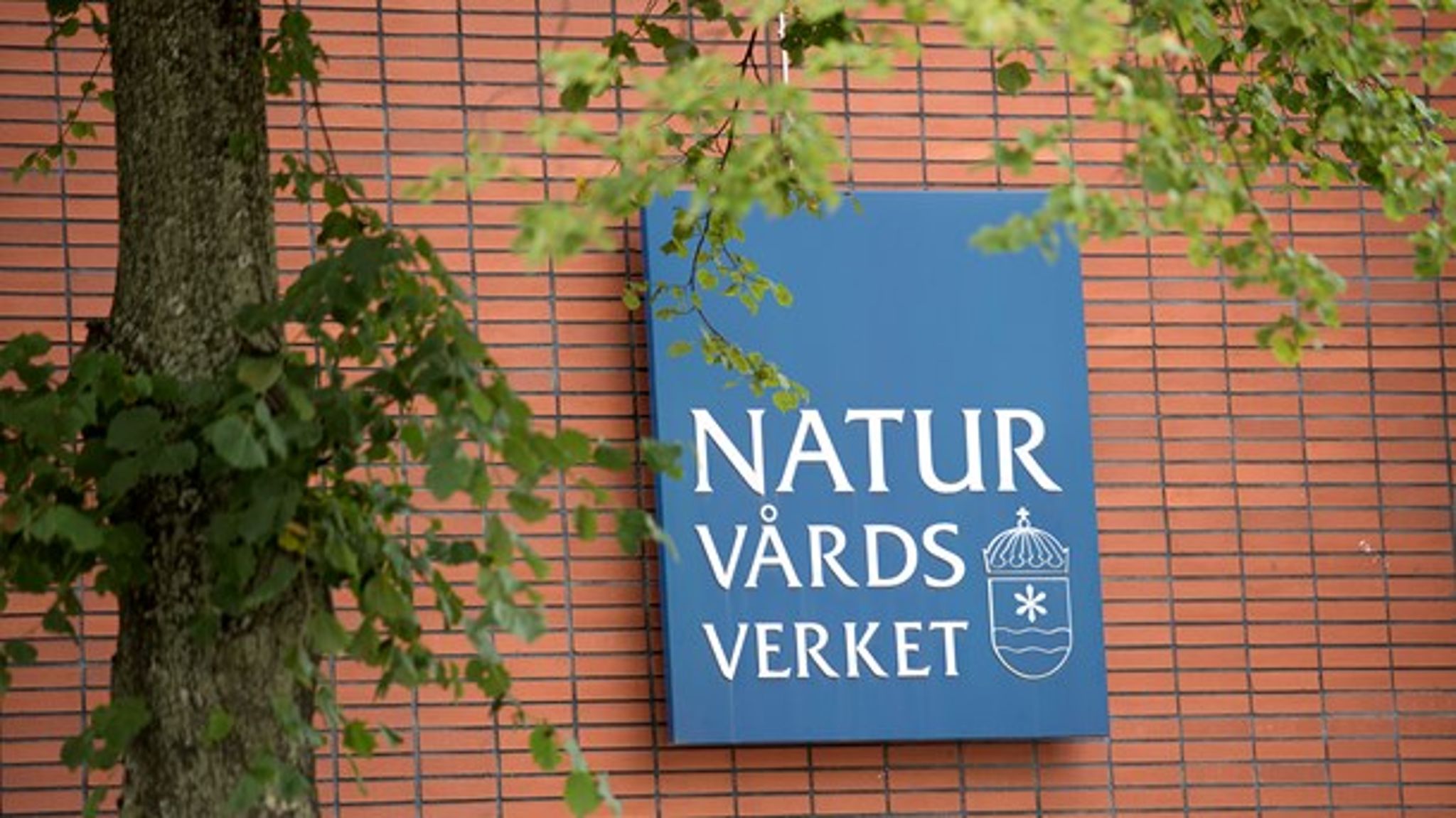 "Den neddragning som
aviserats i budgetpropositionen för 2020 skulle innebära att myndigheten
måste minska antalet tjänster med ca 100 och göra omfattande
nedprioriteringar." skriver Naturvårdsverket i sitt budgetunderlag för 2021-2023.