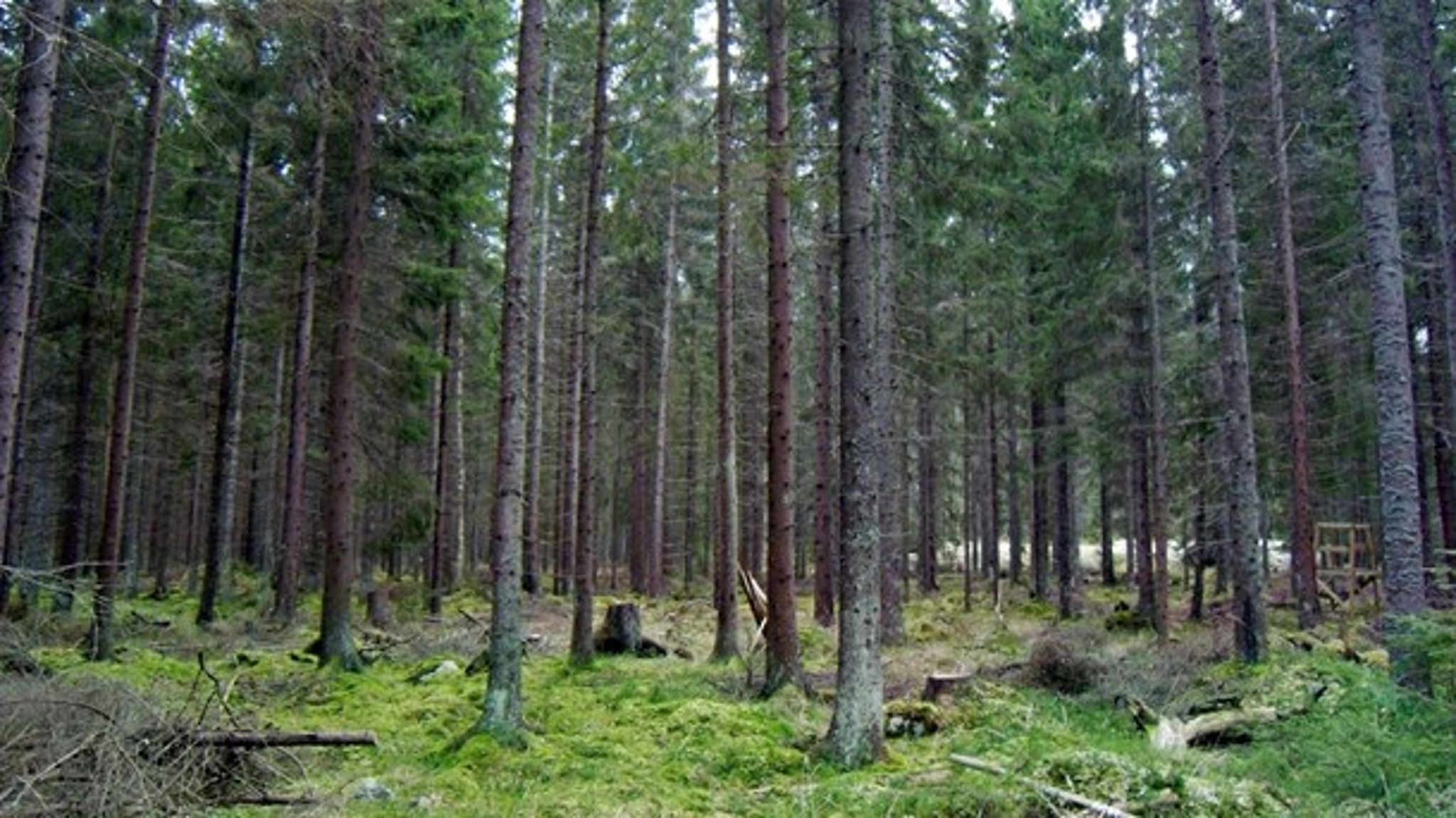 "Det kommer att krävas svåra avvägningar och beslut om hur skogen bäst ska användas och det finns inga enkla lösningar."