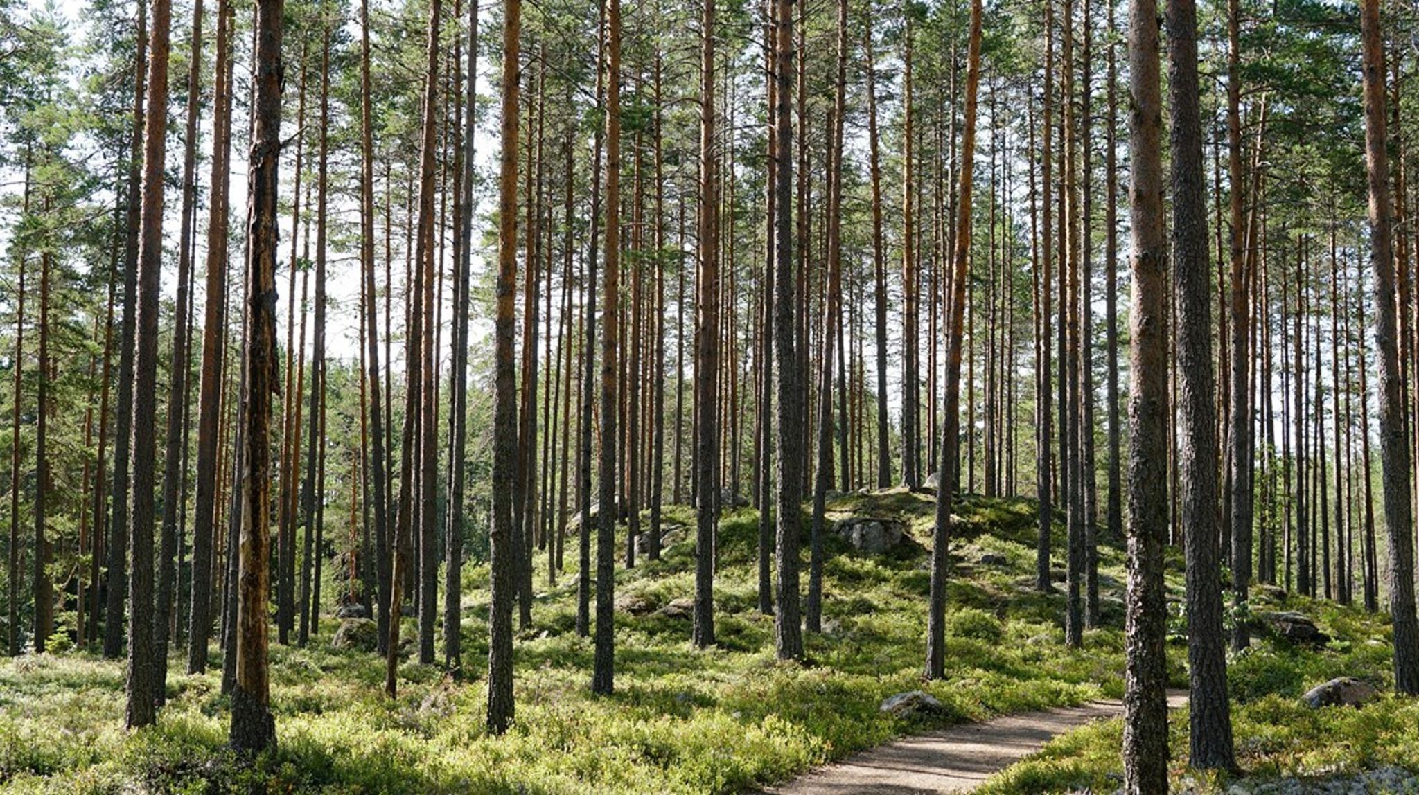Det är bra att vi nu för första gången diskuterar det rimliga i ett skogsbruk som bedrivs mitt under häckningstiden, skriver debattören.<br>