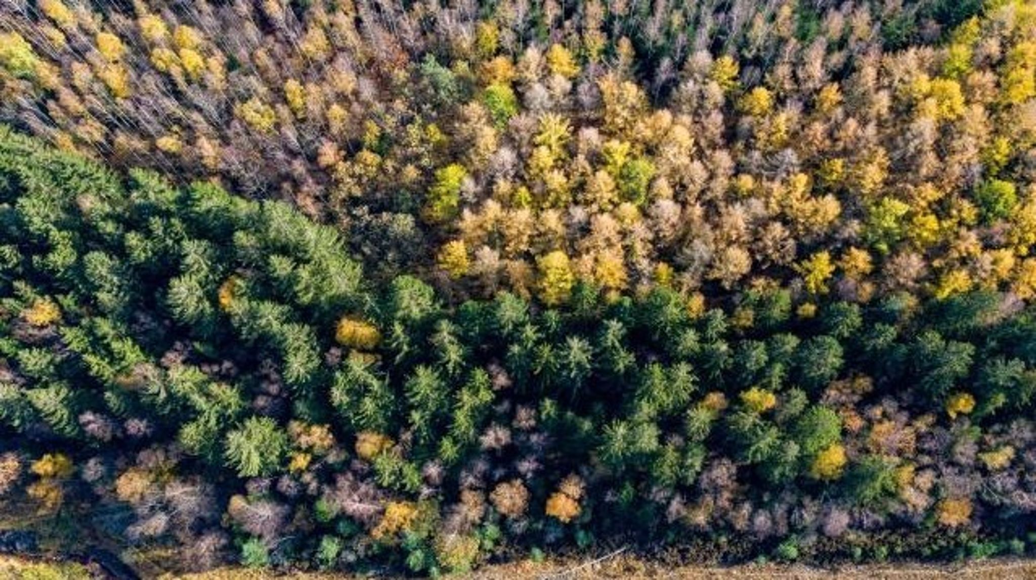 Kunde lika gärna ha tagits i vårt östra grannland. Men ser man till hur kolsänkan i skogen utvecklats, är skillnaderna enorma.
