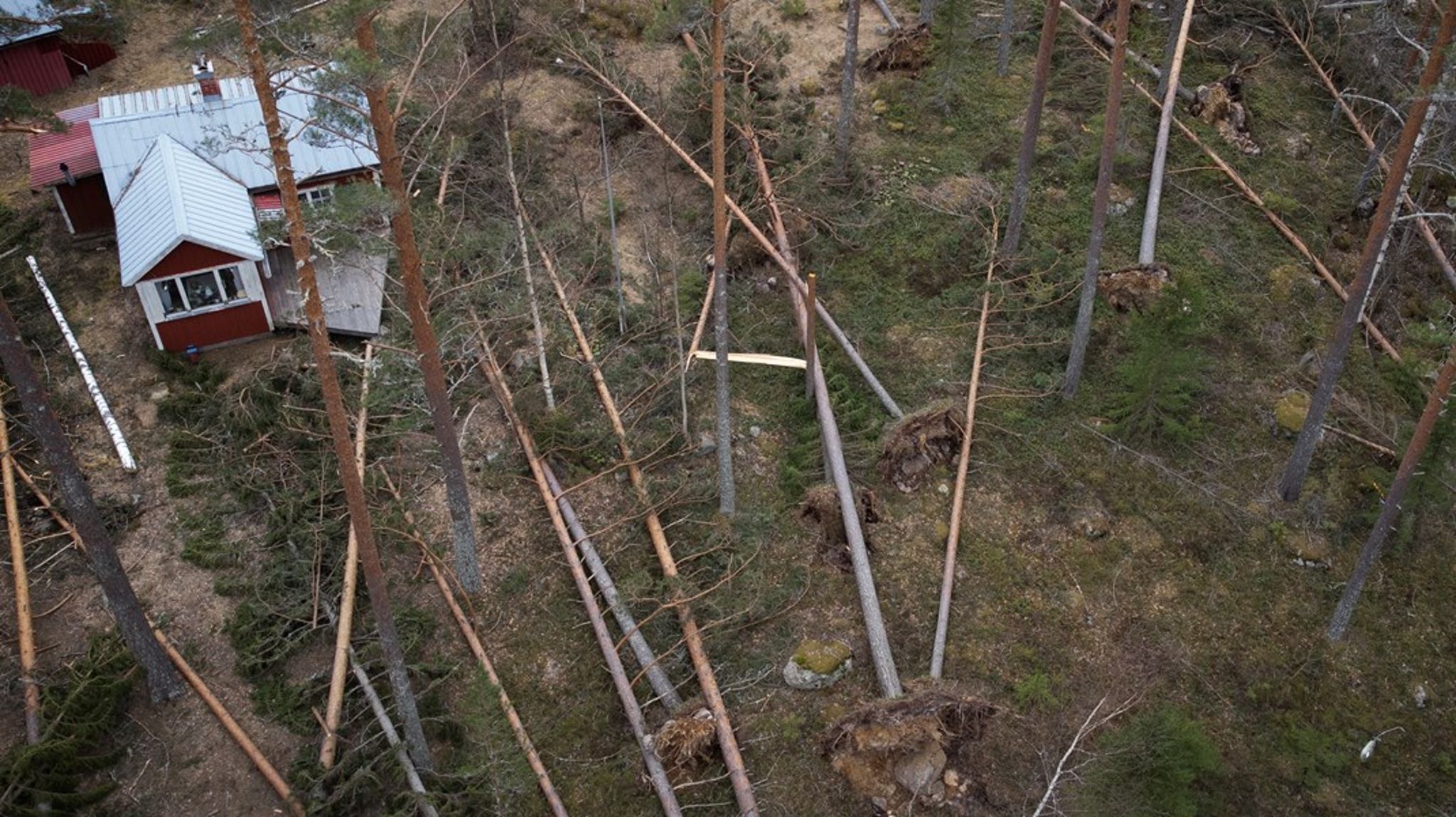 <span>Träd som blåst omkull runt ett fritidshus mellan Sandviken och Ockelbo under stormen Johannes i december förra året.<br></span>