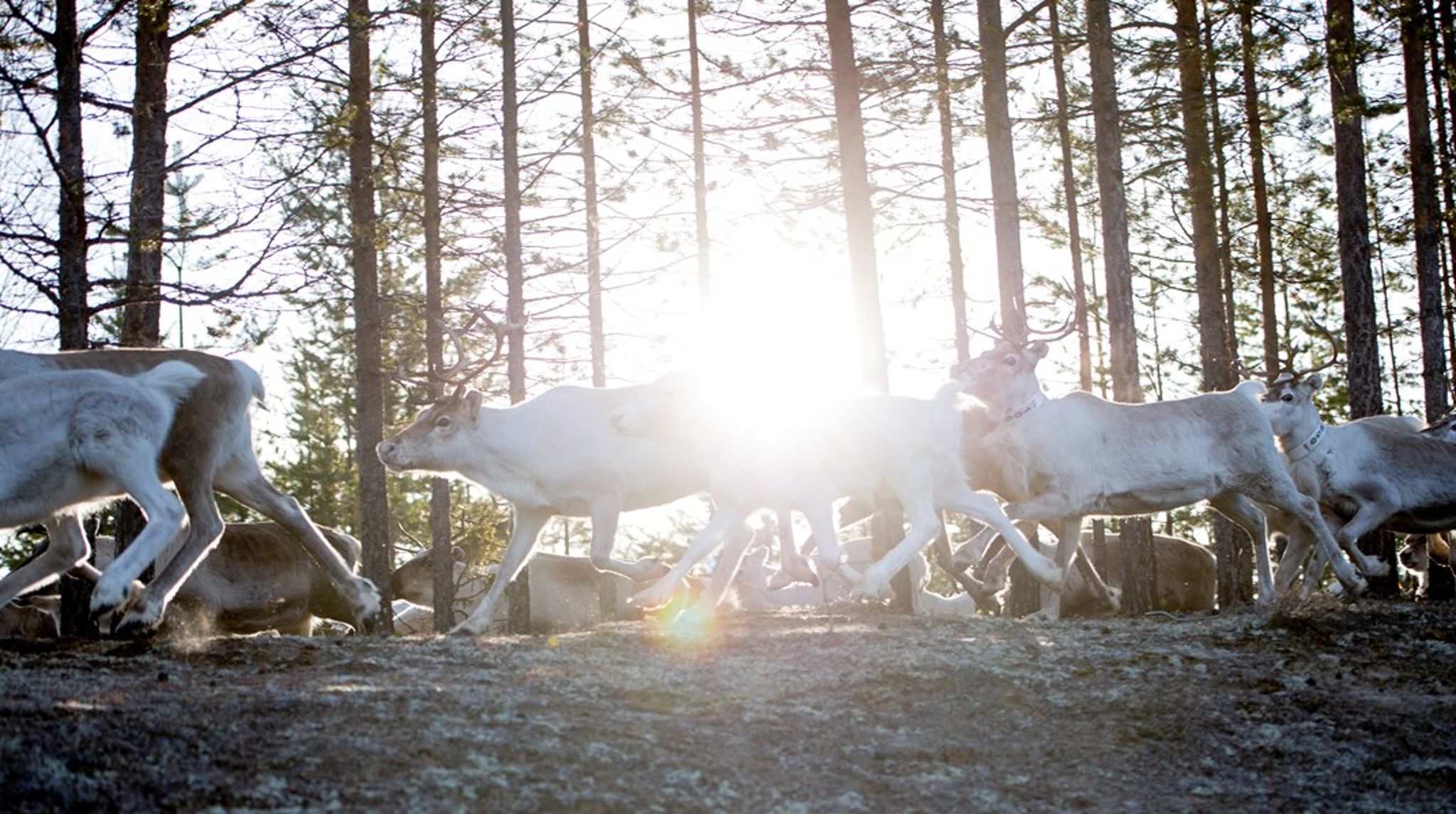 En renhjord flyttas till sommarbetet.