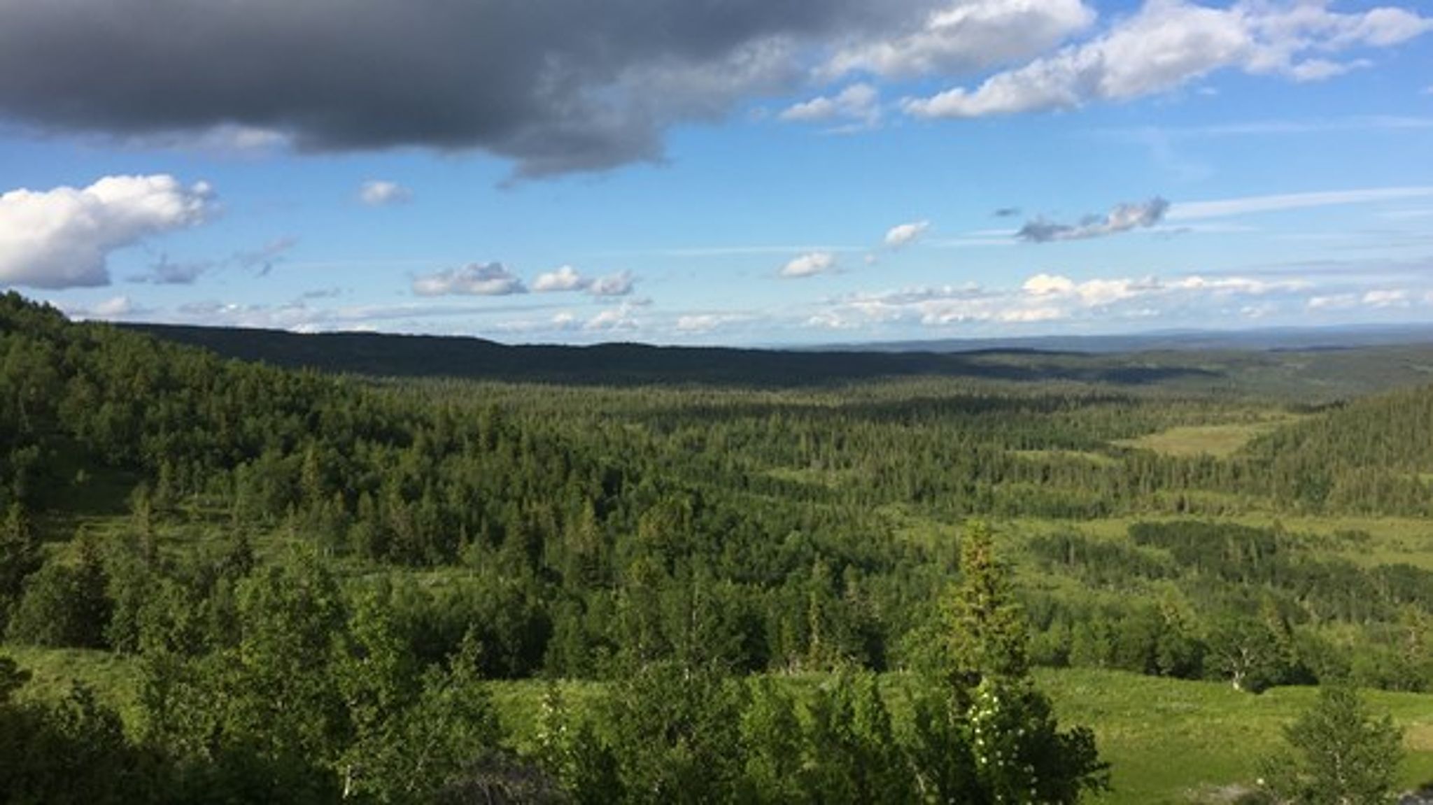Markägare som vill avverka i fjällnära skogar måste söka tillstånd för detta. Men frågan om ekonomisk ersättning till dem som får nej – den har visat sig vara mer komplex än Skogsstyrelsen anade.