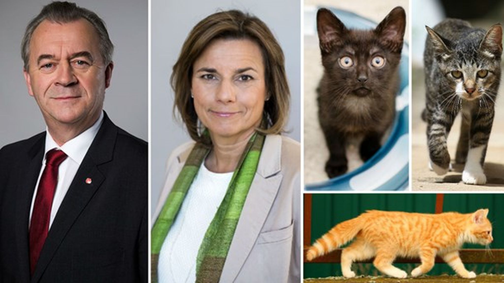 Kattöverenskommelsen. Sven-Erik Bucht och Isabella Lövin valde att lägga stort fokus på kattfrågorna när man på tisdagen meddelade att man nu ska presentera en ny djurskyddslag.
