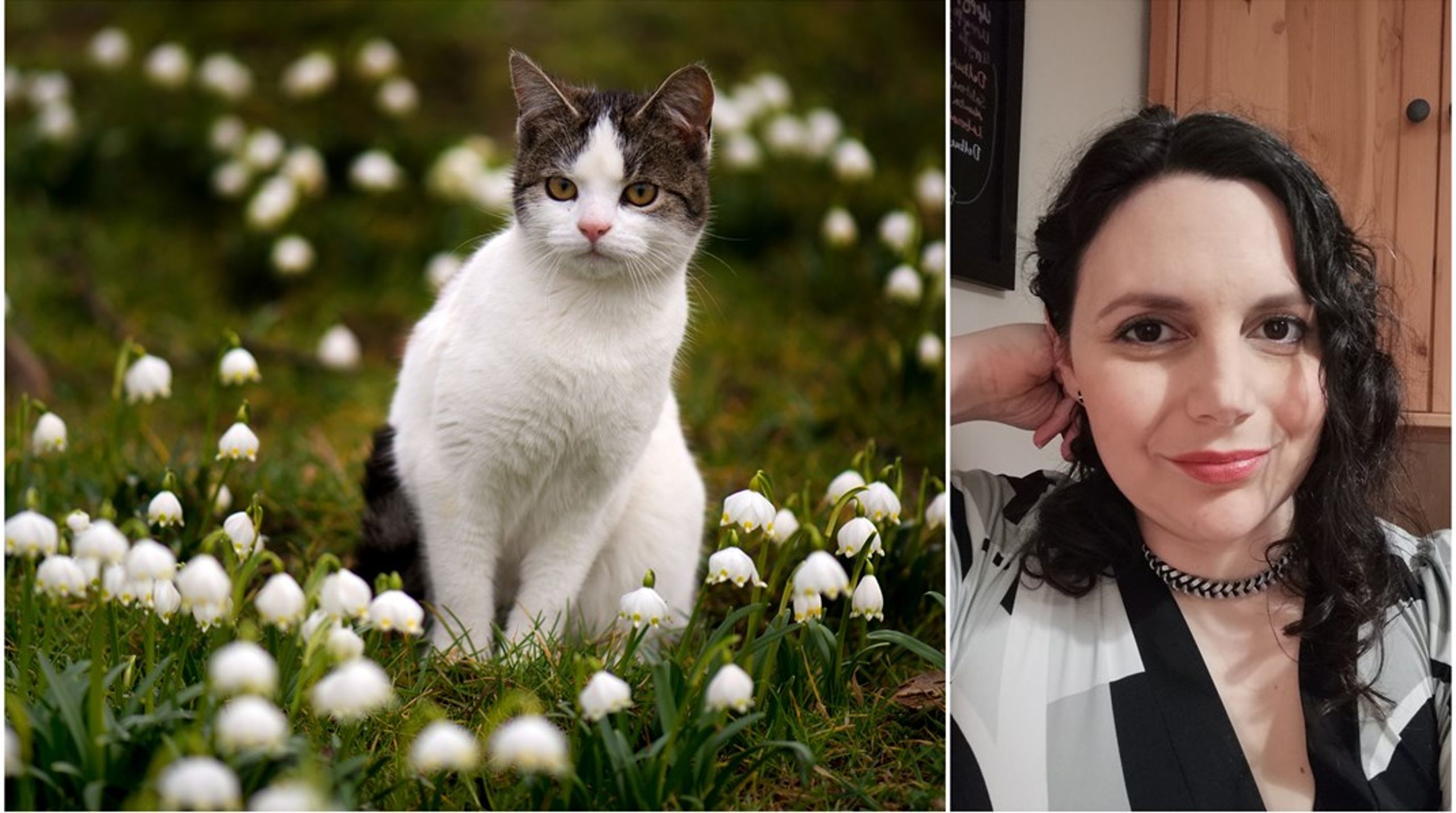 Lagens utformning medför en risk att omärkta katter, i synnerhet sjuka eller förvildade, avlivas i stället för att få ett hem, gammalt eller nytt, skriver Paula Bieler Eriksson.