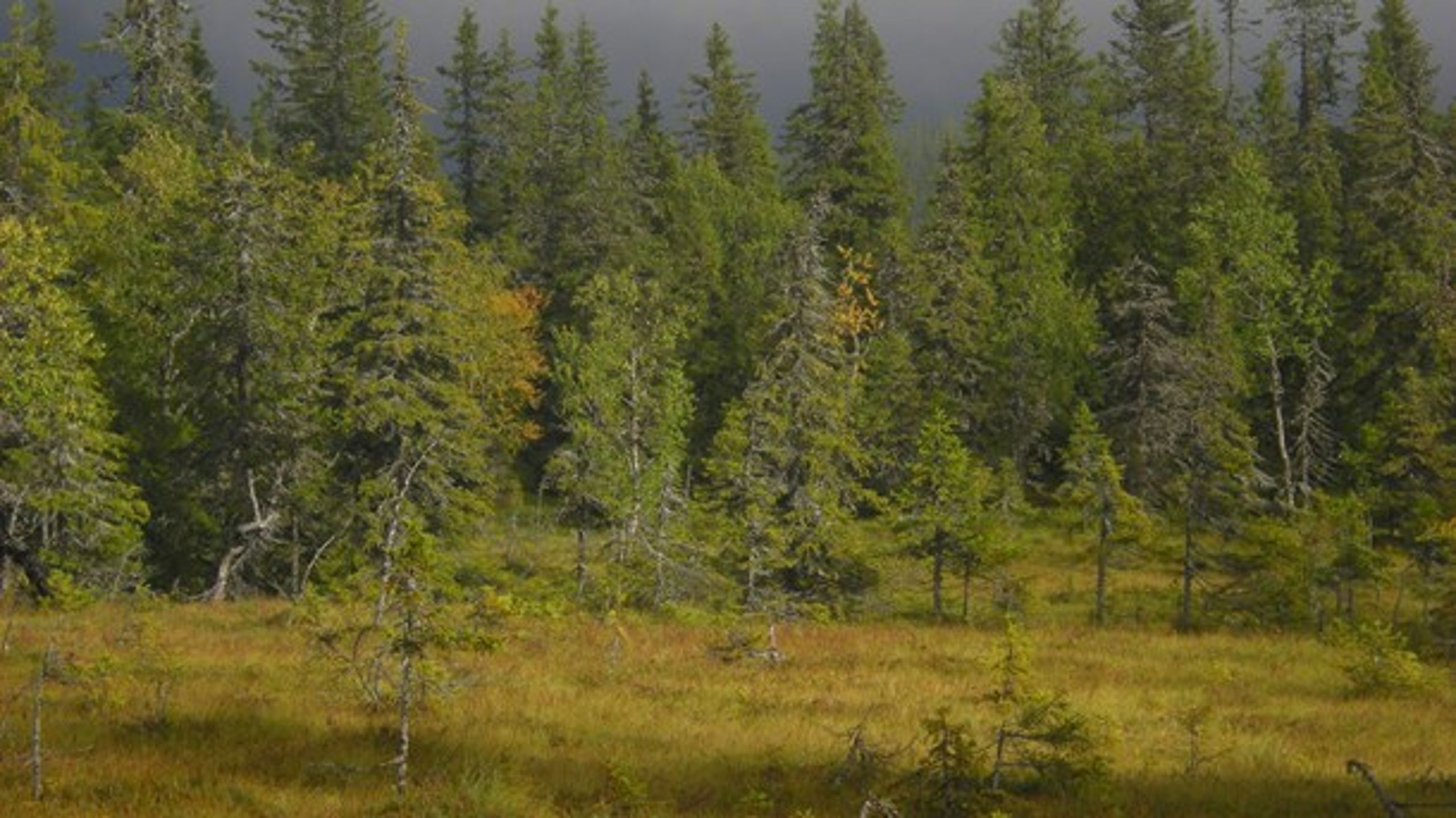 Naturvårdsverket och Skogsstyrelsen ser över strategin för formellt skydd av skog. Tidsschemat är pressat och någon sedvanlig remissrunda hinns inte med, men den som har synpunkter i frågan&nbsp;kan lämna in dem senast i morgon.