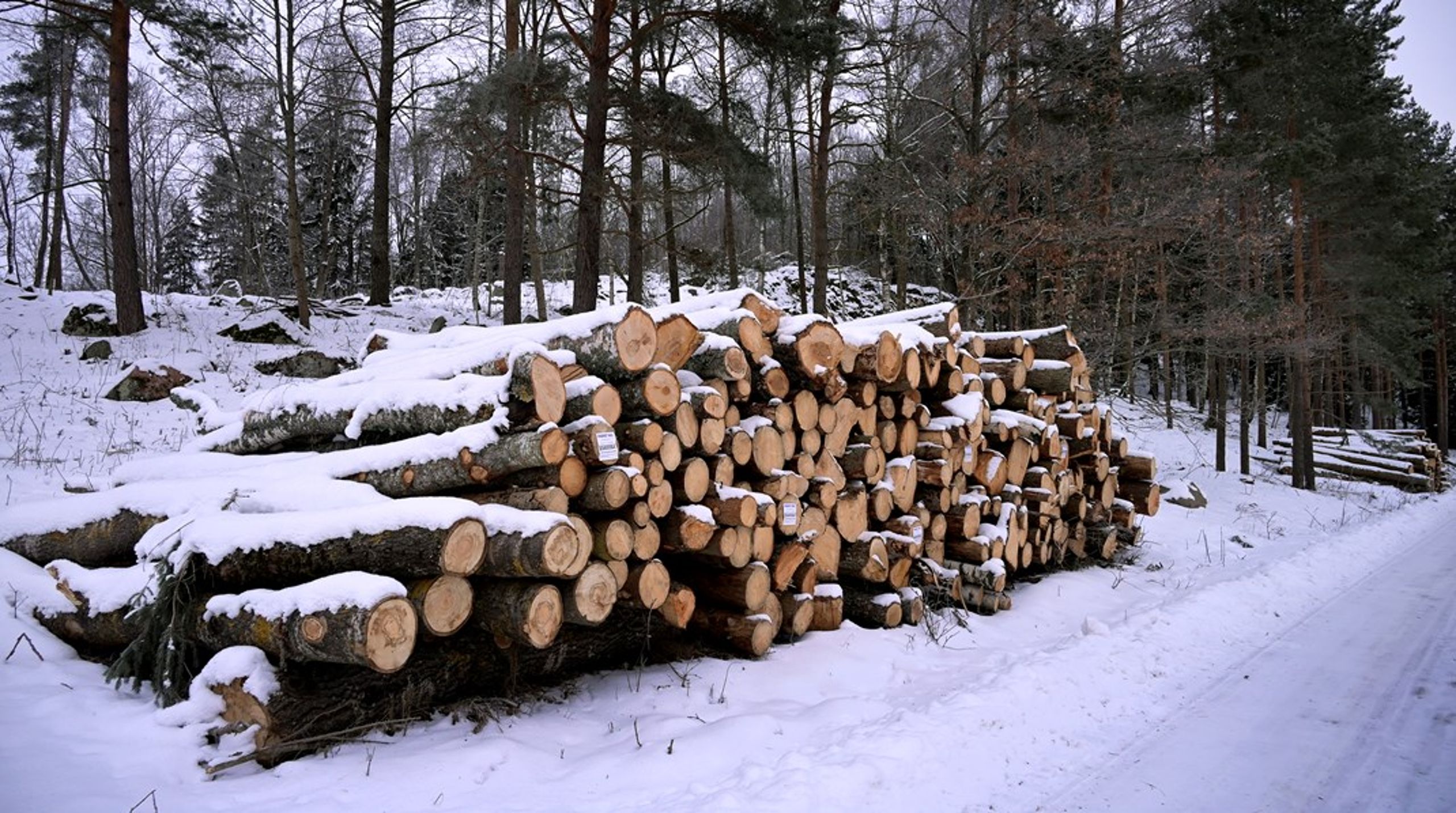 ”Förra året fattade Skogsstyrelsen beslut om hänsyn i drygt en procent av alla anmälningar – samtidigt som myndigheten i sina egna rapporter varnar för att skogar med höga naturvärden avverkas i snabb takt.”