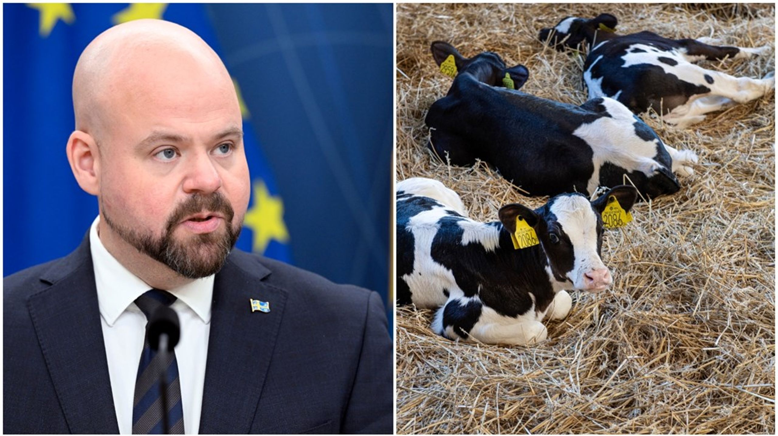 Det behöver skapas ekonomiska incitament för sammanhållning av ko och kalv, skriver debattörerna.