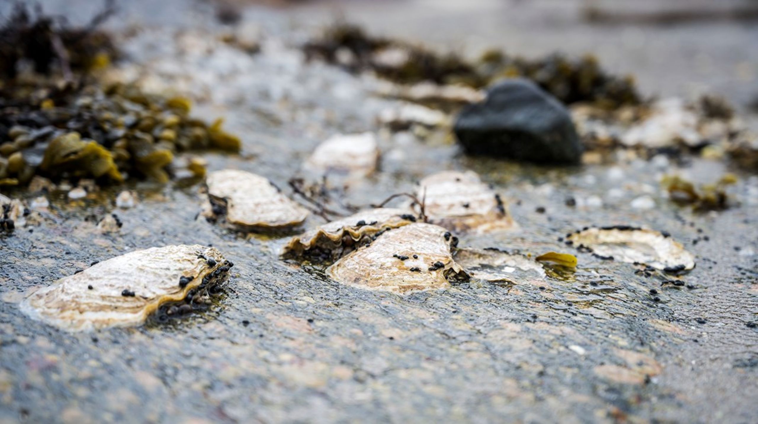 Ostron är en av de mest klimatsmarta proteinkällorna som finns, skriver debattörerna.