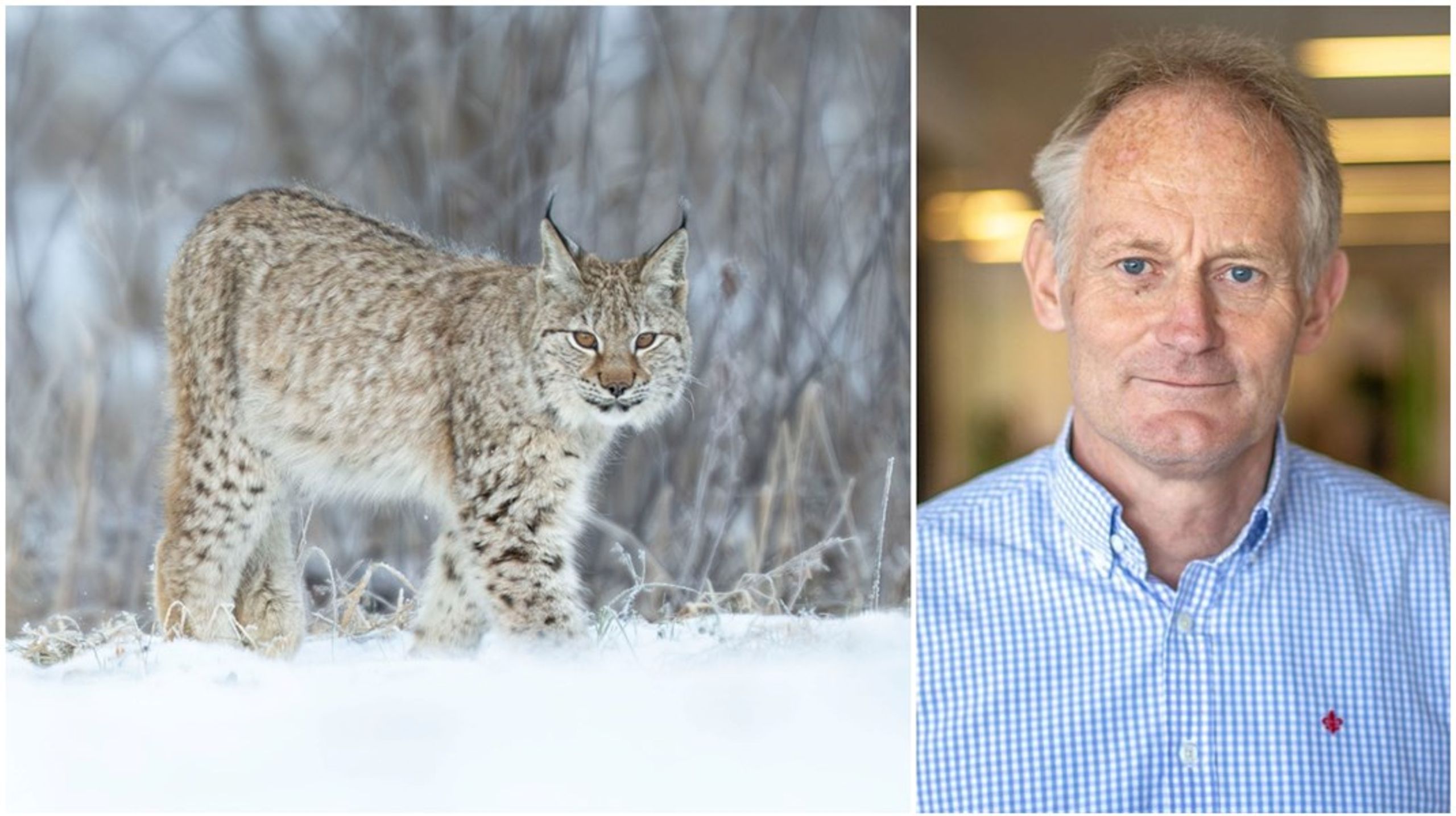 Lodjursstammen i Sverige har pressats ned till nivåer som gör den sårbar, skriver Magnus Orrebrant.