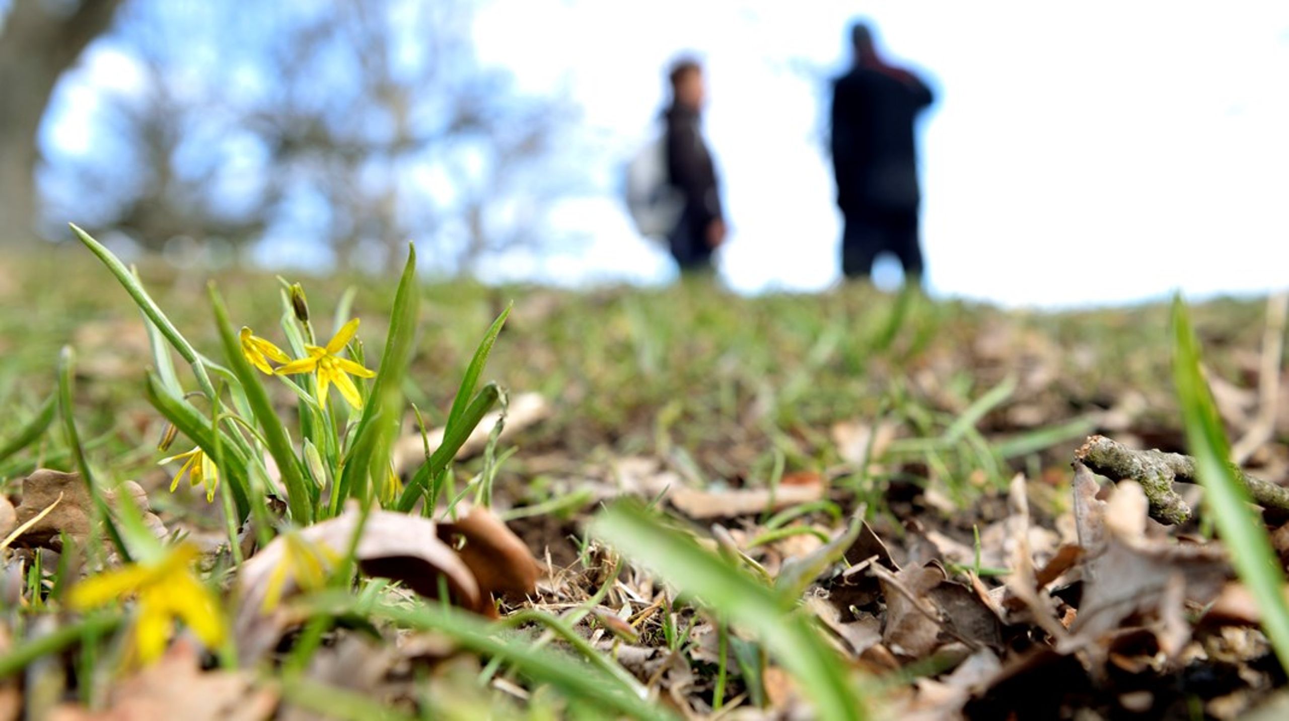 EU-kommissionens förslag fick Sverige att slå bakut. Nu står det klart&nbsp;vilka kommuner som träffas av grönytekravet i Naturrestaureringsförordningen. Men det är fortsatt oklart hur regelverket ska fungera i praktiken.&nbsp;
