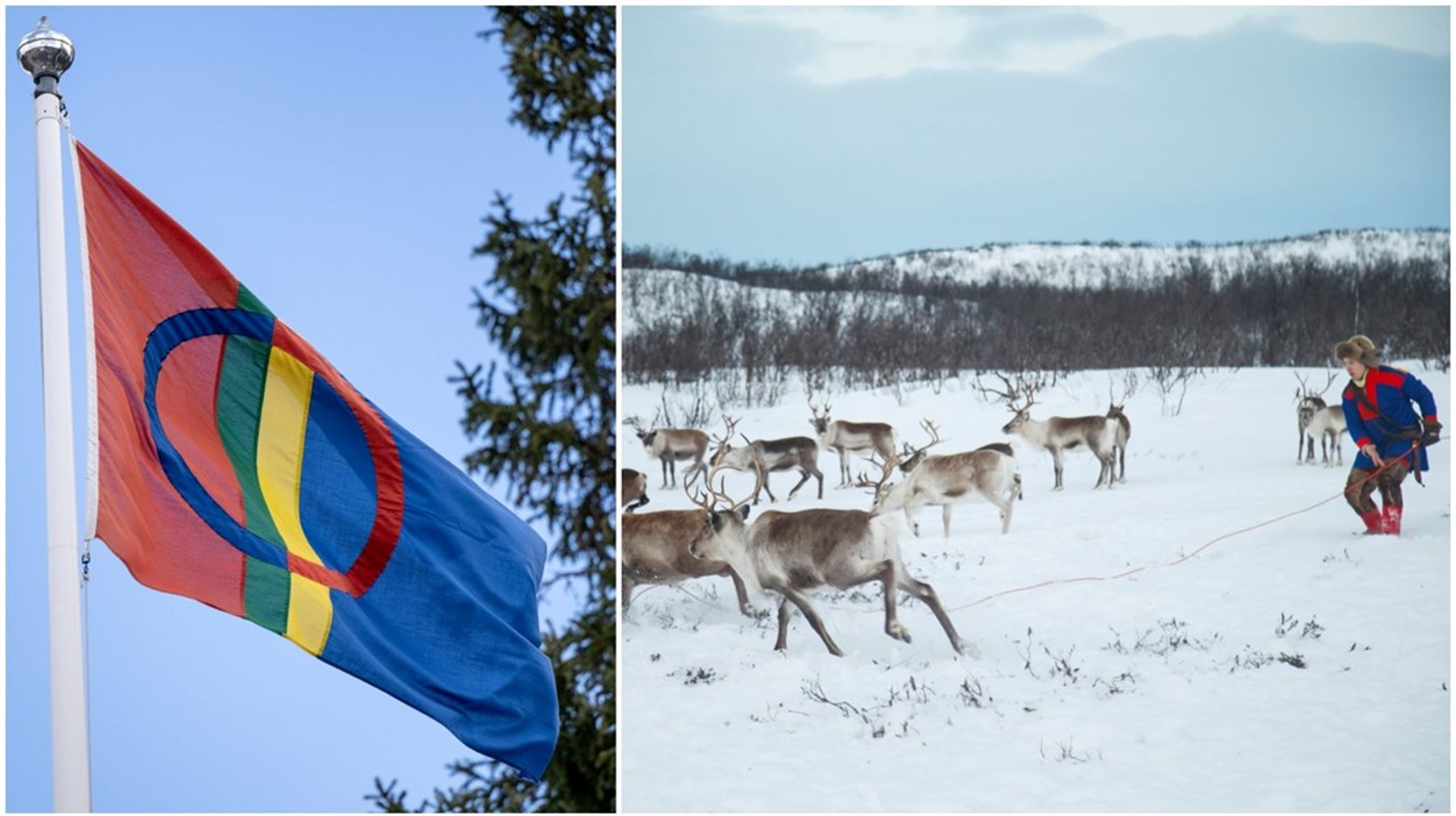 Redan i dag ser vi hur gruvor, vindkraft- och infrastrukturprojekt tränger undan renskötsel och andra samiska näringar och urholkar möjligheten att leva vidare som urfolk, skriver debattörerna.