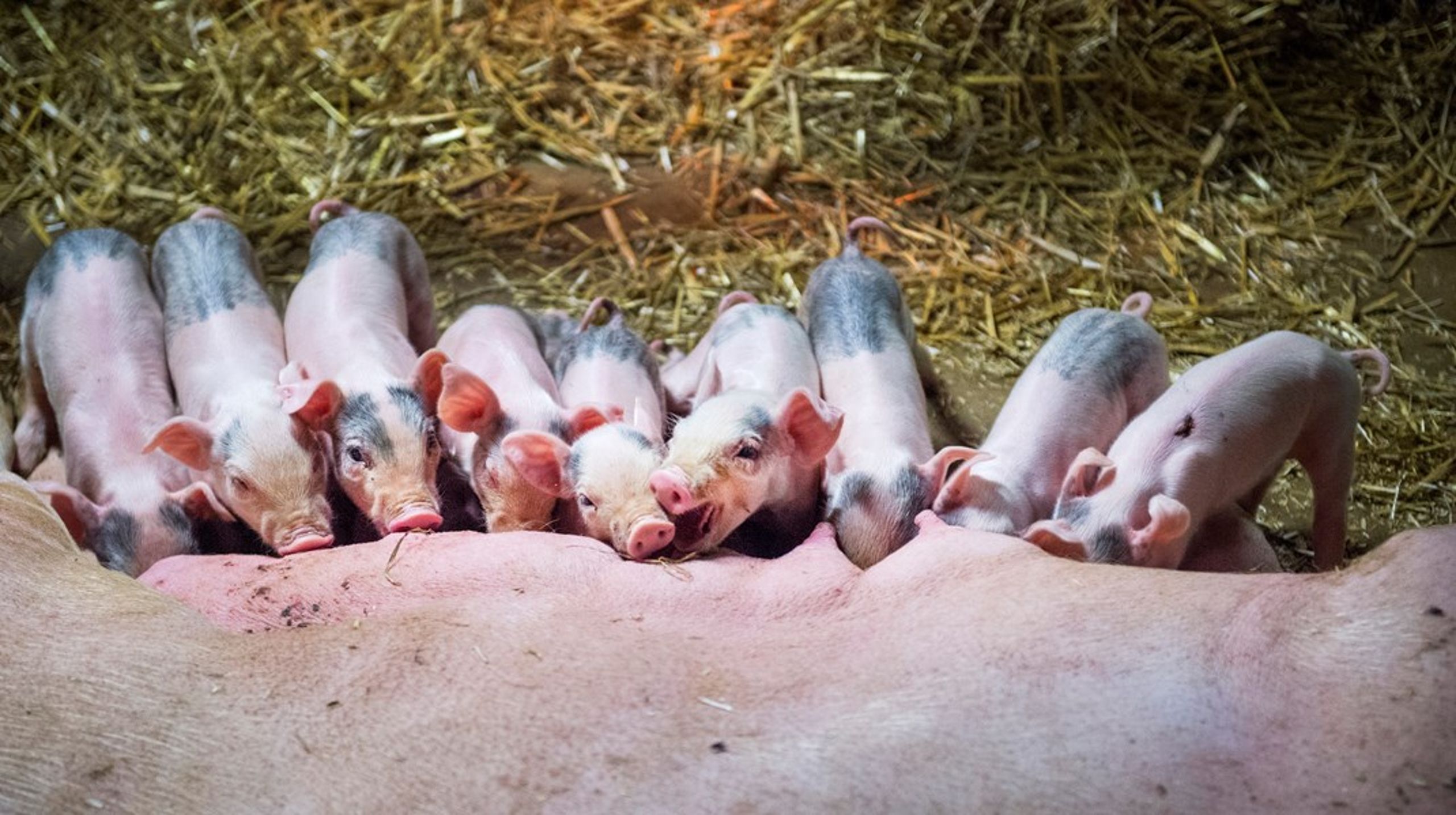 Kommer ni att arbeta för att EU slutar klippa svansen av 150 miljoner kultingar varje år? Frågar debattörerna.