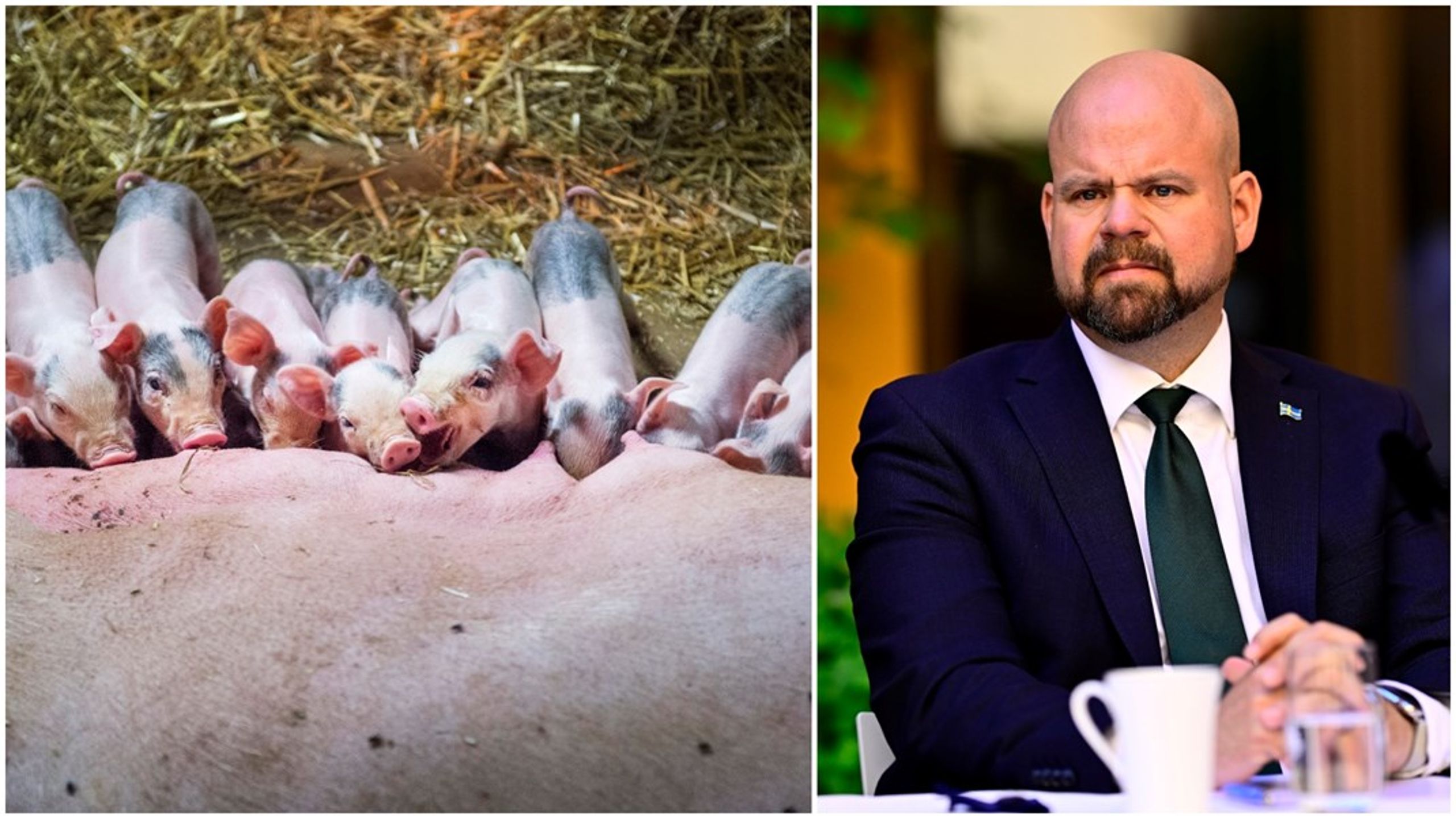 Det är dags att gå från att föda upp smågrisar till att rädda dem, skriver debattören.