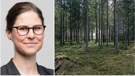 "Stora konsekvenser för Skogsstyrelsens legitimitet"