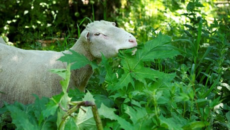 Naturvårdsverket: Neddragningen kommer att märkas i naturen