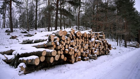 Fem miljöorganisationer: Därför JO-anmäler vi Skogsstyrelsen