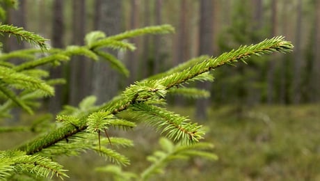 Därför beställde Skogsstyrelsen rapporten om vem som har makten i skogen
