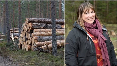 Skogssällskapet: Varning för brist på skogsskötselforskning