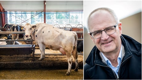 Sverige vill öka beredskapen – men slår undan benen för bönderna i budgeten