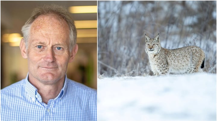 Svensk licensjakt på lodjur bryter mot EU-rätten