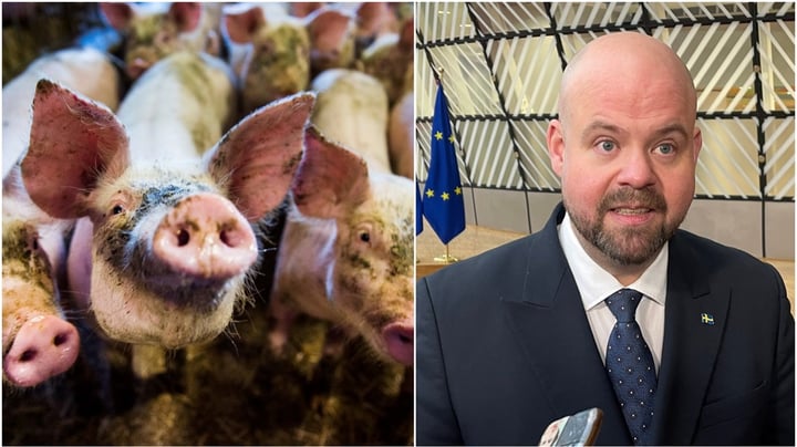 Stå upp för bättre djurskydd i EU, Kullgren