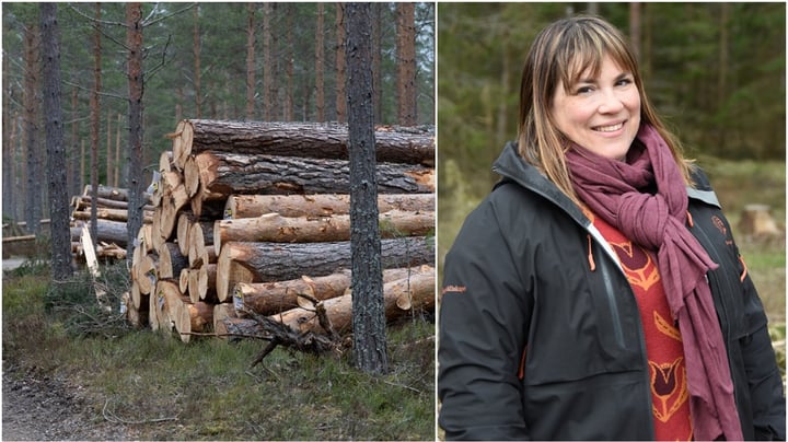 Skogssällskapet: Varning för brist på skogsskötselforskning