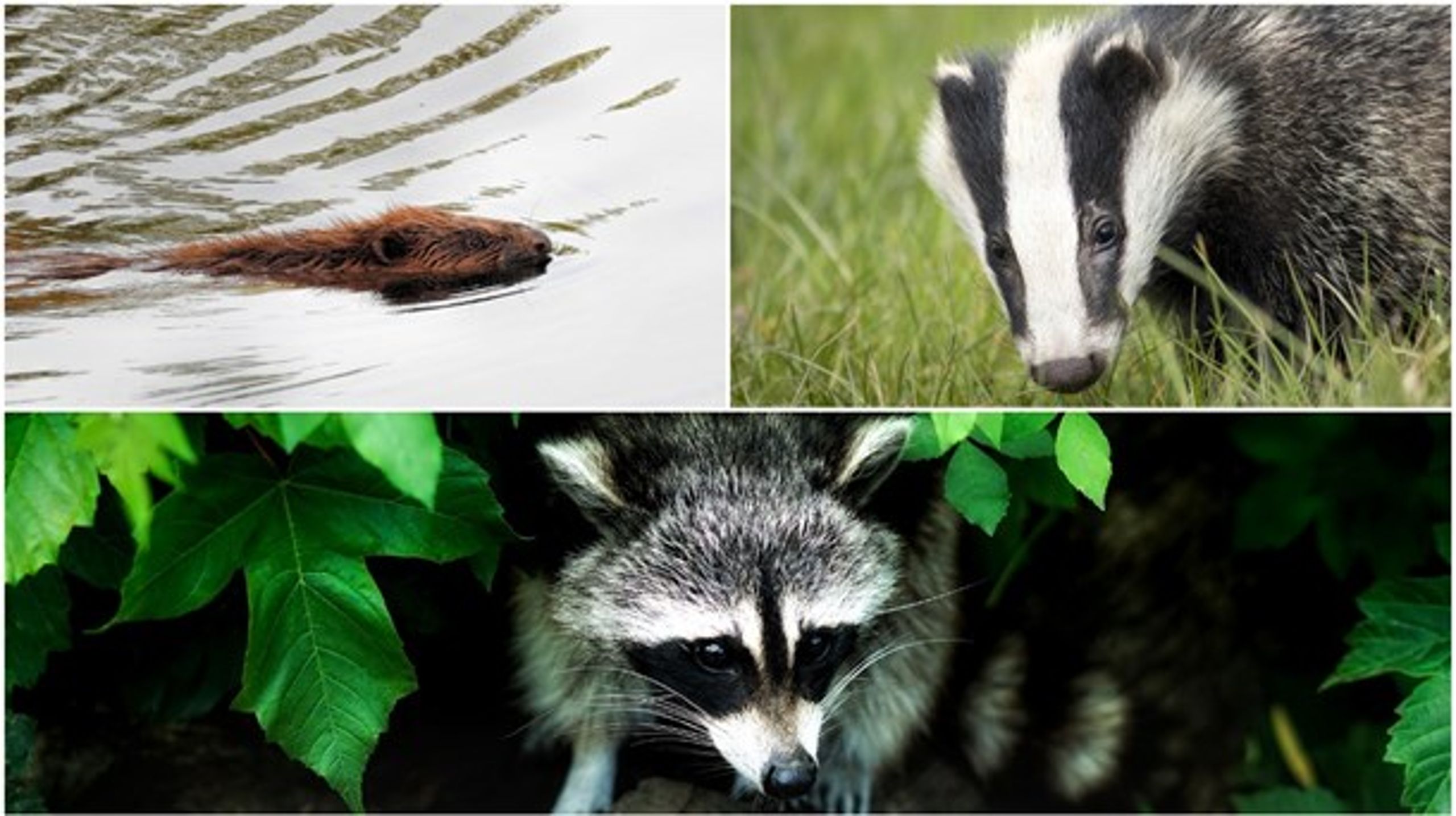 Bäver, grävling och tvättbjörn. Tre arter som ska få jagas med pilbåge, enligt Naturvårdsverkets förslag.