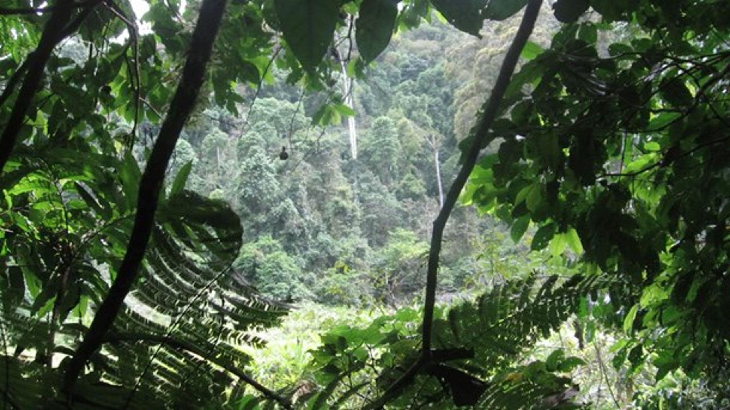 Regnskogsbevarande insatser, bland annat i Brasilien, har ingått i handelsverktygen under nuvarande Kyotoprotokollet. <br>