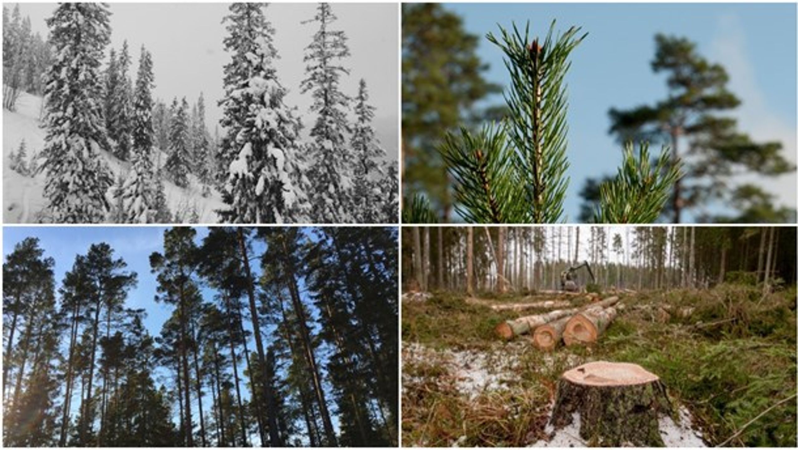 "Skogens företagsledare är väldigt tysta rörande de stora framtids- och de existentiella
frågorna. Undantaget är skogsnäringens roll för kollagring för där ser man en affärsmöjlighet."&nbsp;skriver Sten B Nilsson i sin omvärldsanalys för skogsnäringen.