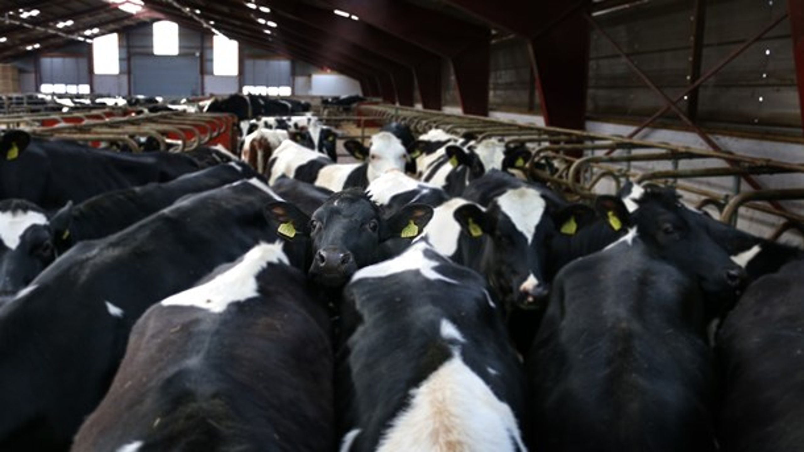 Stödet till intensiv djurproduktion är en bricka i förhandlingarna om framtidens jordbrukspolitik. <br>