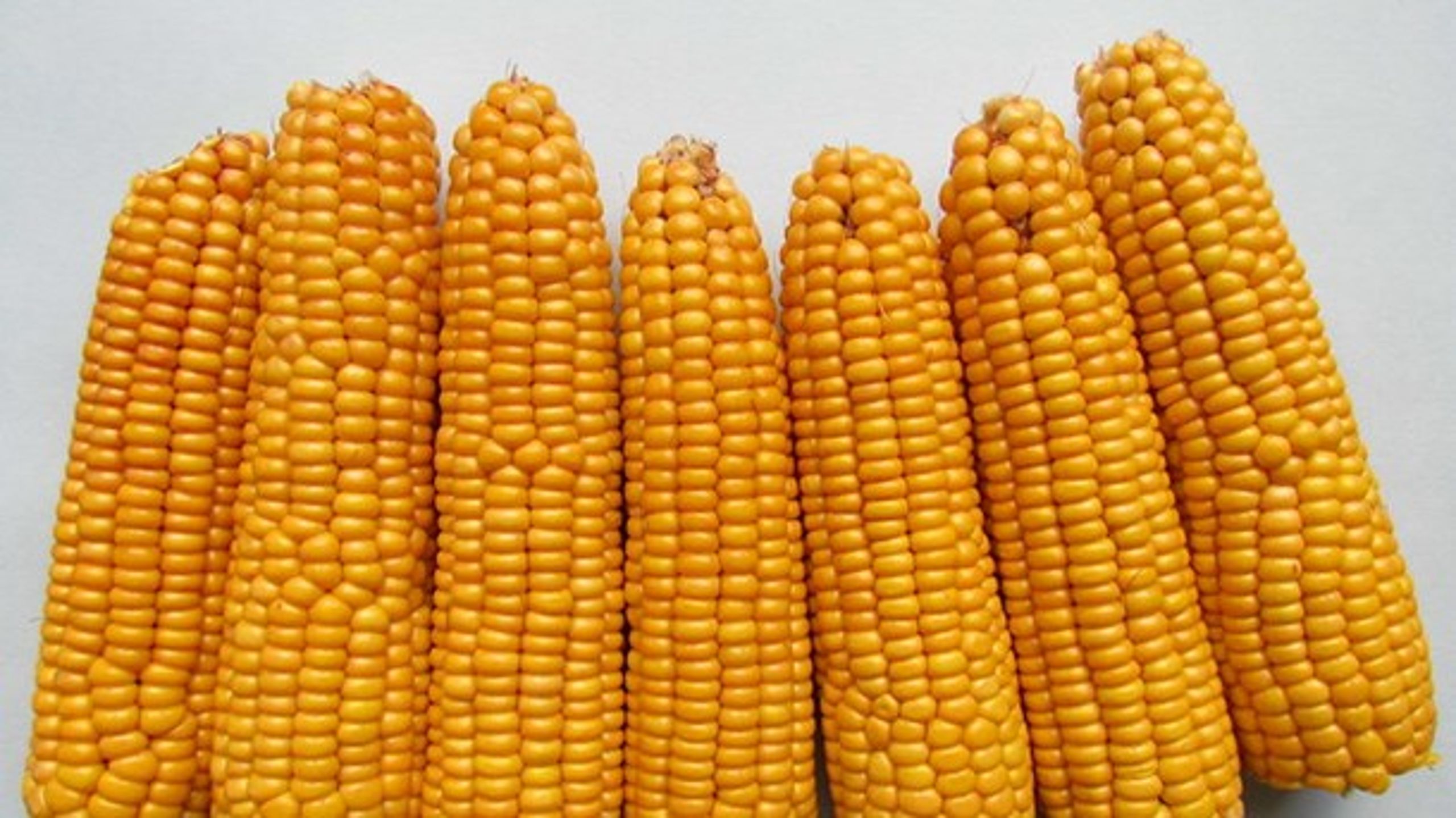 Ska MON 810-majsen få sällskap av fler grödor på EU:s jordbruksmarker framöver? <br>