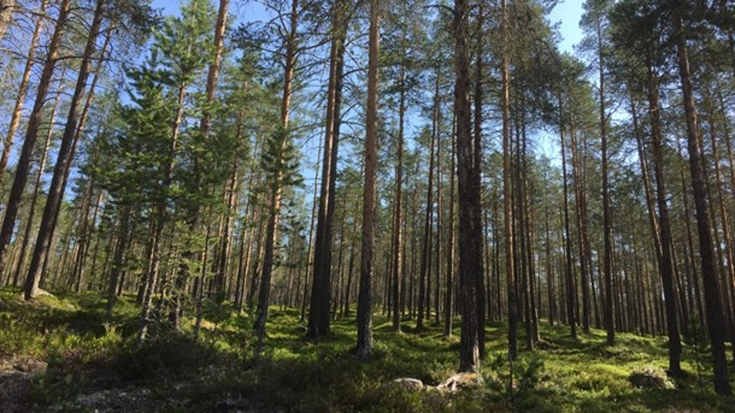 Den stora äganderättsutredningen om skogen har en akilleshäl som bör bekymra Centerns Annie Lööf.