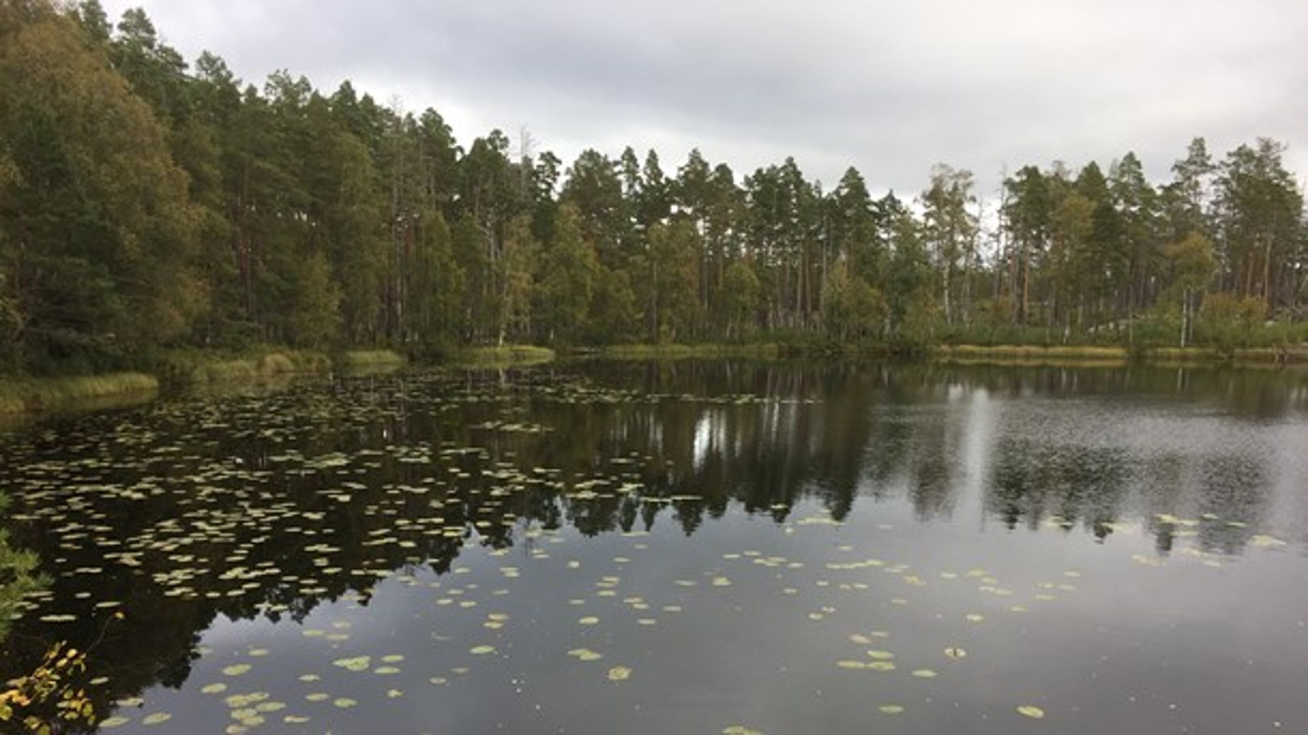 Redan skyddad natur, naturreservatet Varglyan i Eskilstuna kommun.