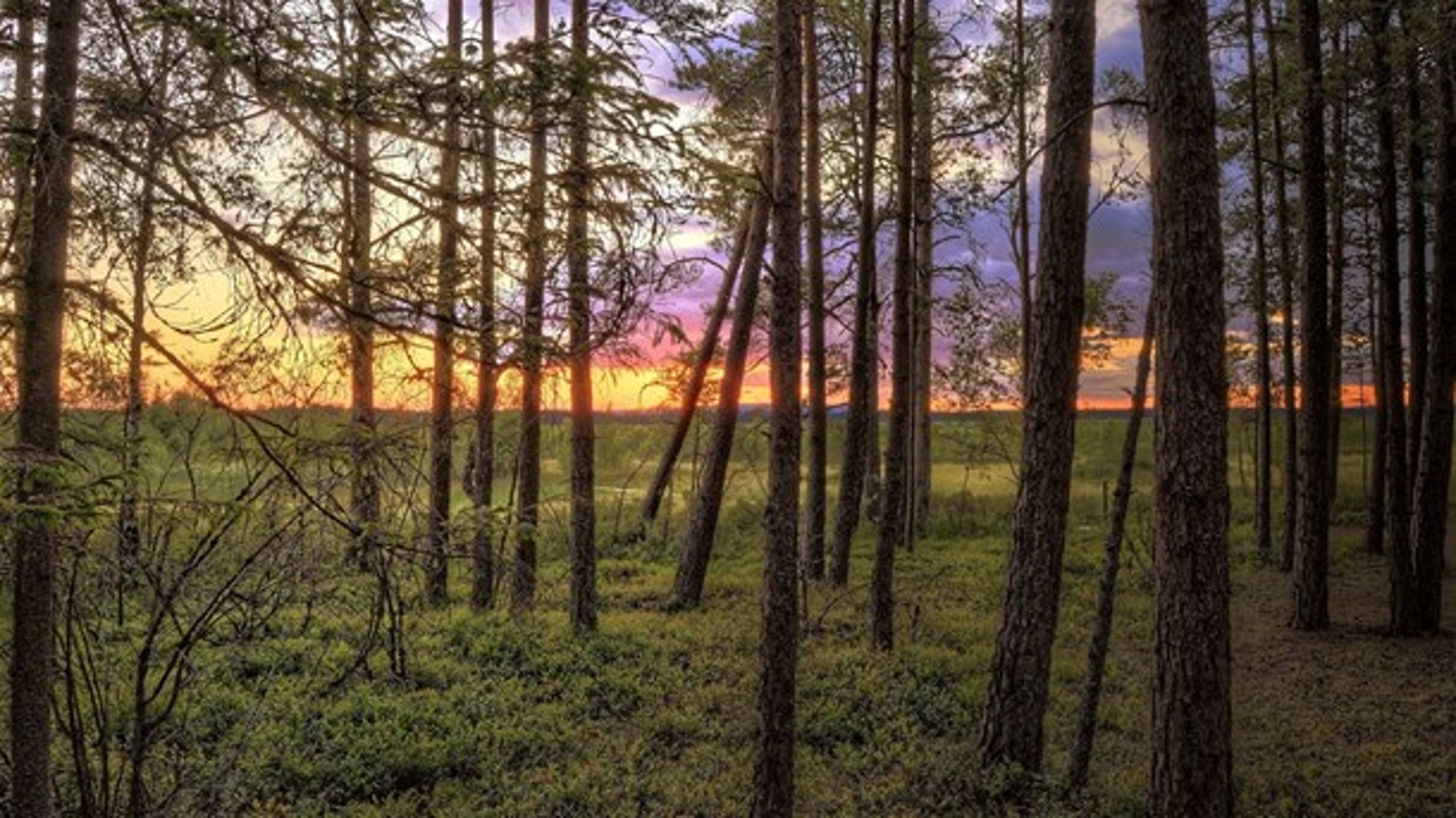 Träd i Stora Mosse nationalpark. För klimatets skull bör vi öka avsättningarna för den biologiska mångfalden i kombination med ökad intensivodling, skriver författarna.<br>