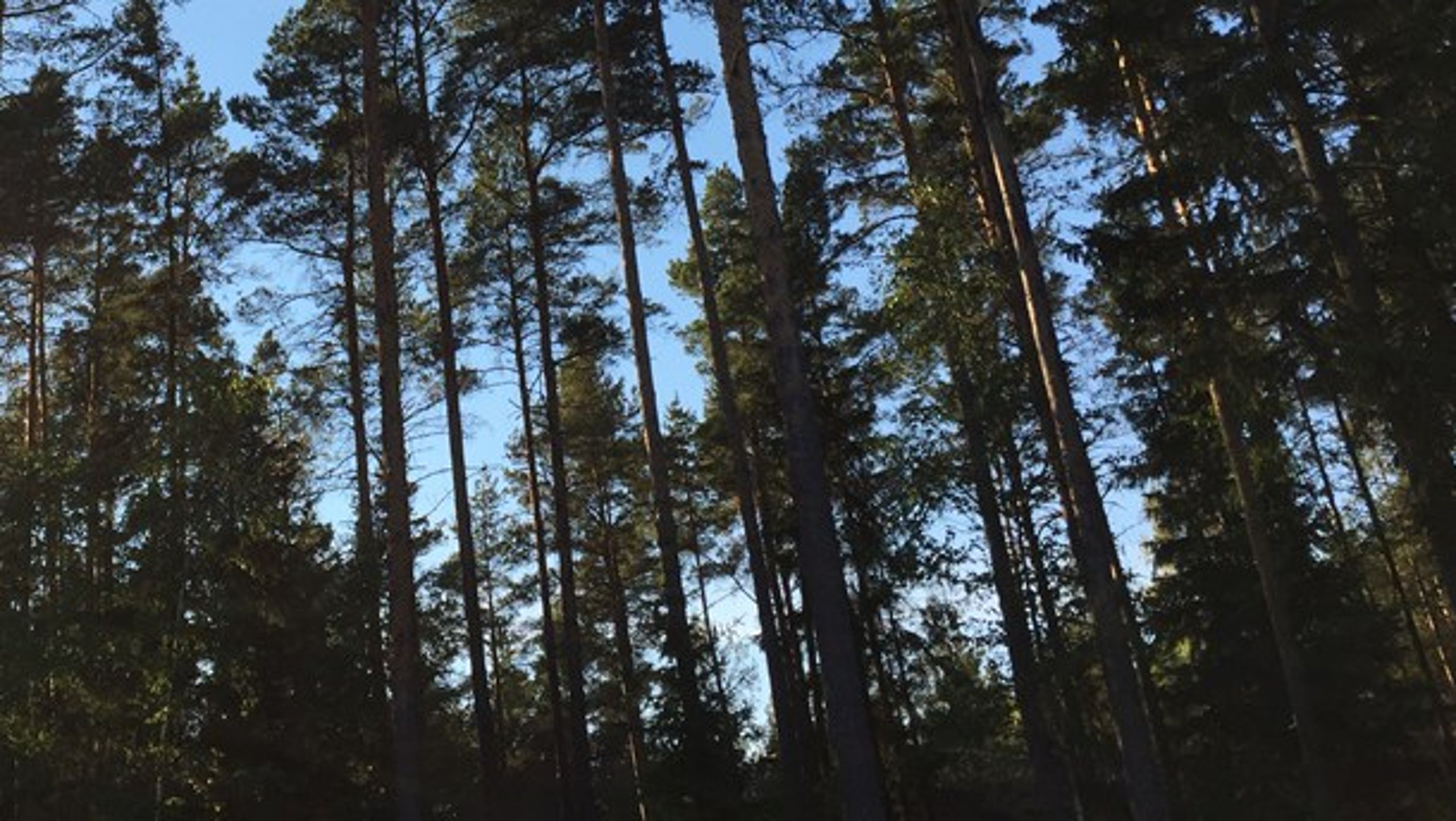 Den som äger frågan är Skogsstyrelsens styrelse, säger styrelseledamot Mikael Karlsson.