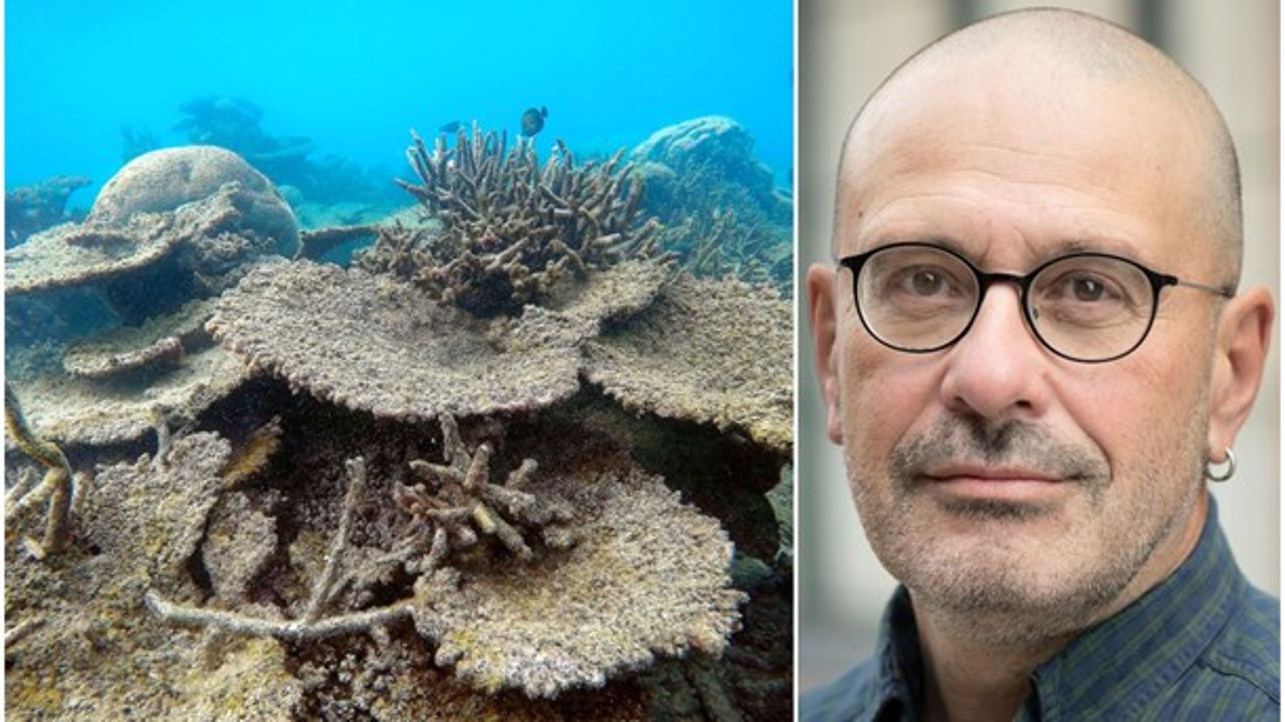 Debattören skriver att försurningen&nbsp;bleker havens korallrev och förvandlar dem till ökenlandskap med knappt något liv alls.
