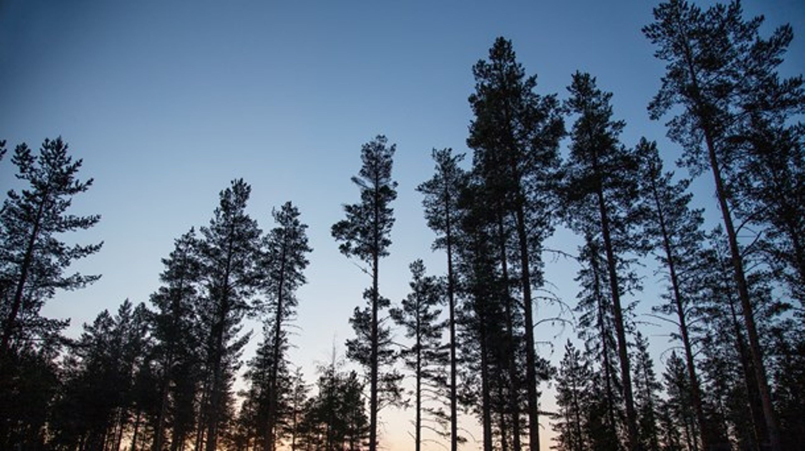 EU:s skogsstrategi måste värna skogens klimatnytta och främja förutsättningarna för det hållbara svenska skogsbruket, skriver Moderaterna.&nbsp;