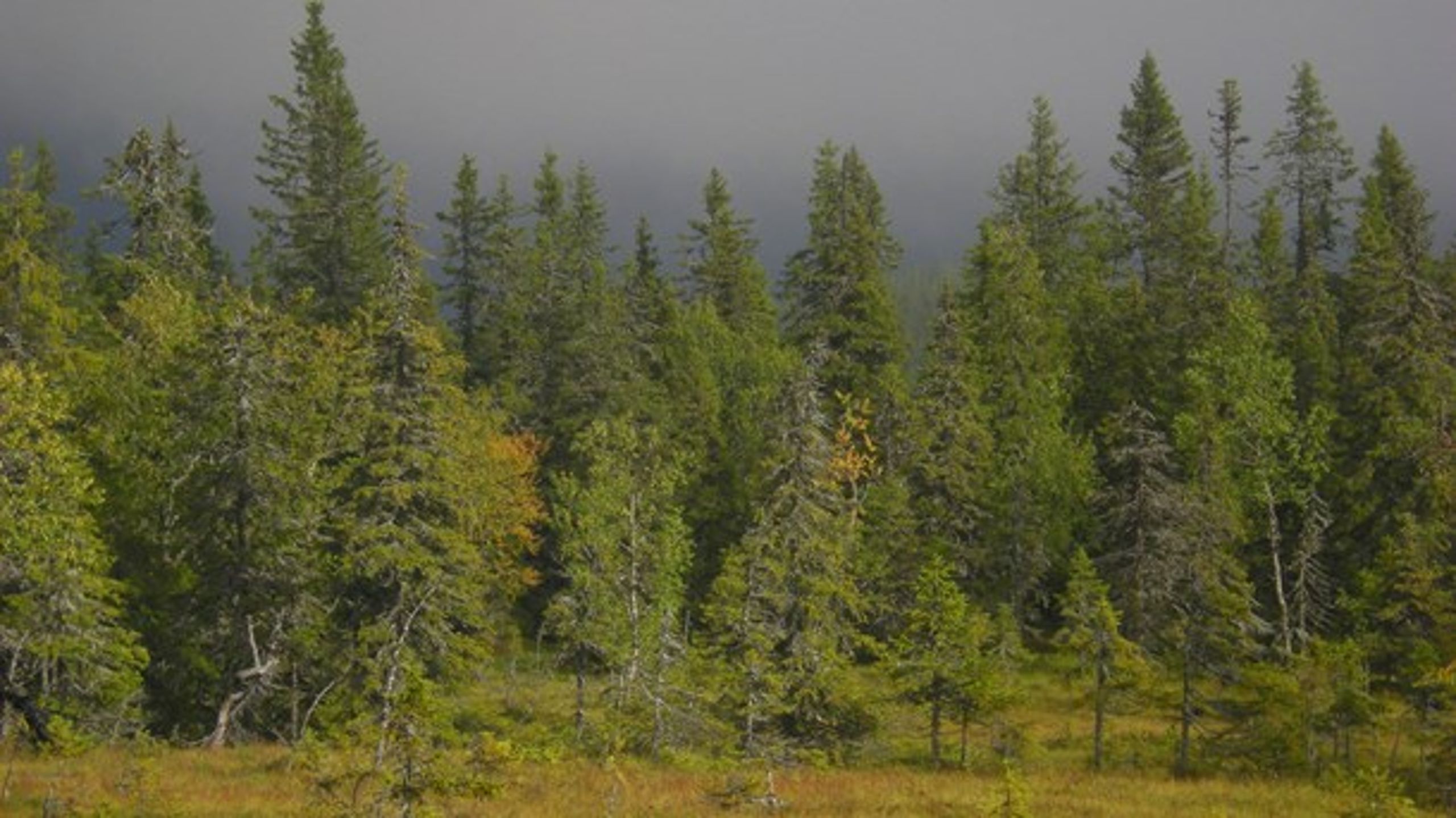 "Mellanskogsföreträdarna skriver ”Vad som är en nyckelbiotop avgörs av myndigheten Skogsstyrelsen.” Det är osant."