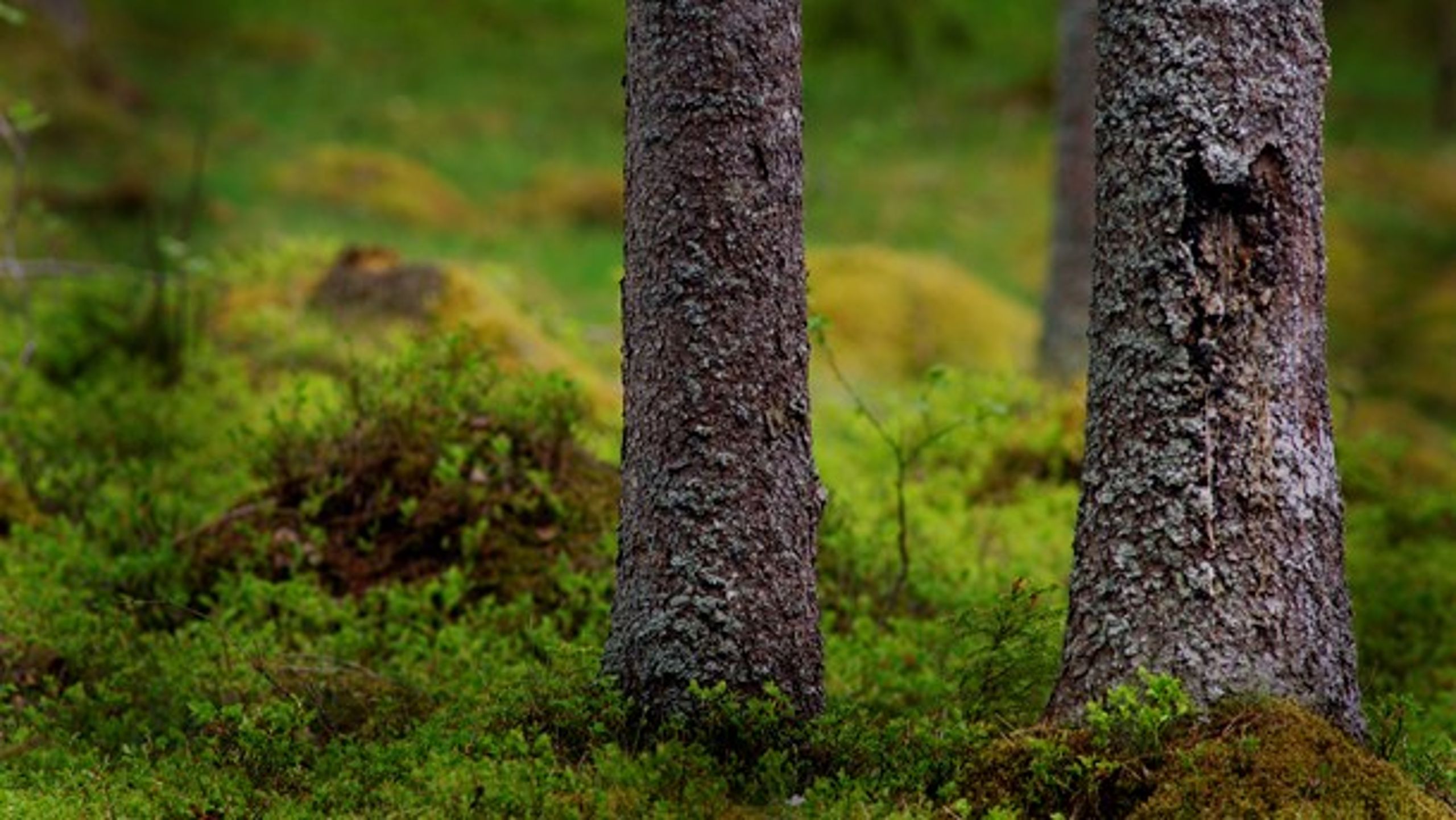 Statens kunskaper om skogsbrukets frivilliga avsättningar behöver öka, konstaterade Riksrevisionen i en rapport om skyddet av värdefull skog rår 2018.