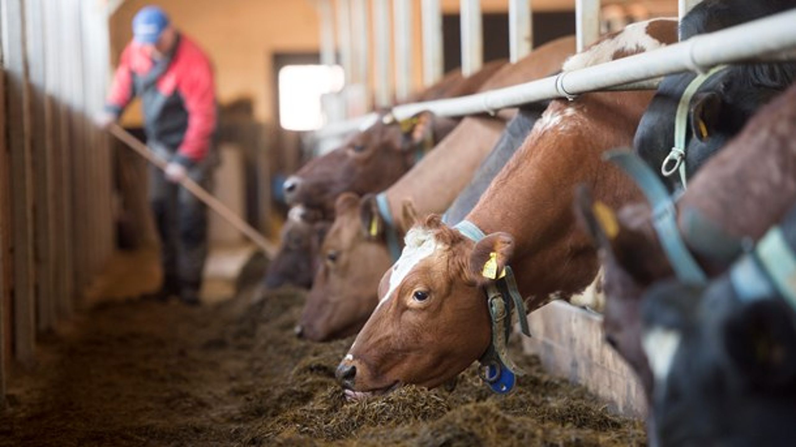 "LRF:s genomgång av de senaste fem årens miljötillståndsansökningar från mjölkgårdar visade att det i genomsnitt tar 18 månader att få ett miljötillstånd."