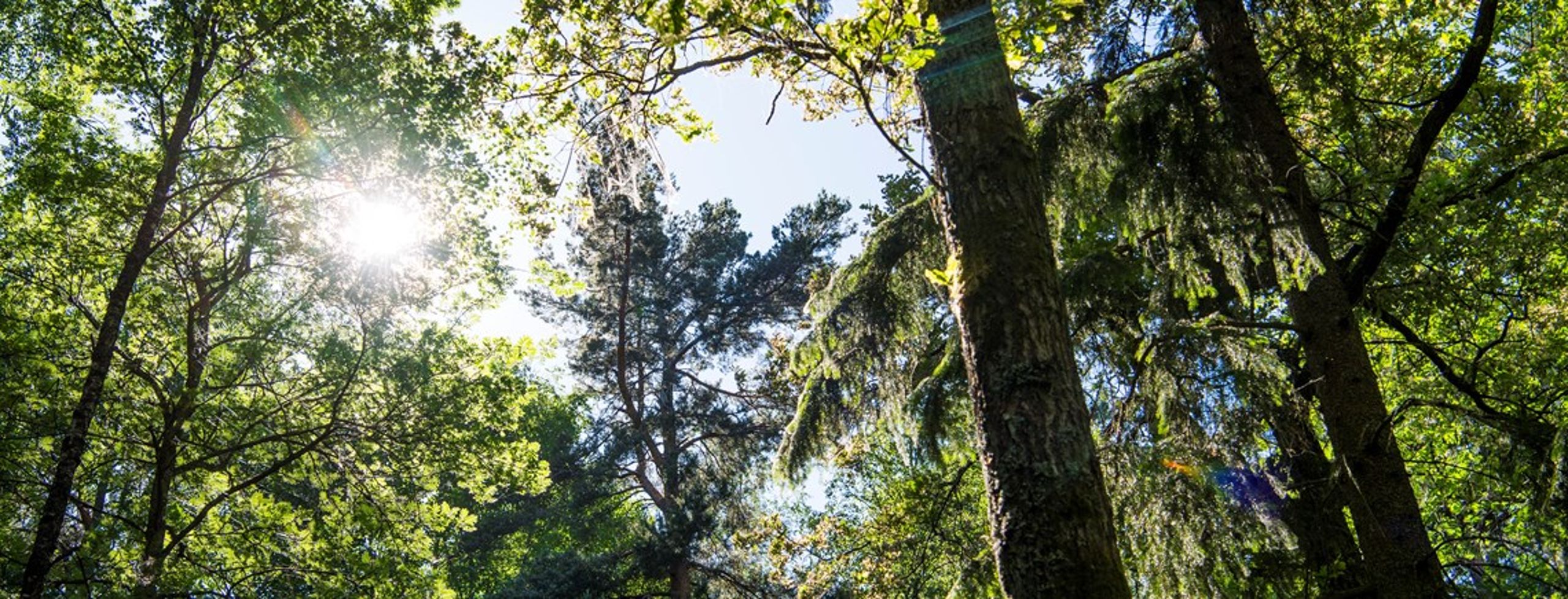 "I betänkandet föreslås en stor statlig satsning för att bevara de unika naturskogarna som har de allra högsta värdena för biologisk mångfald på ekosystemnivå i Sverige."