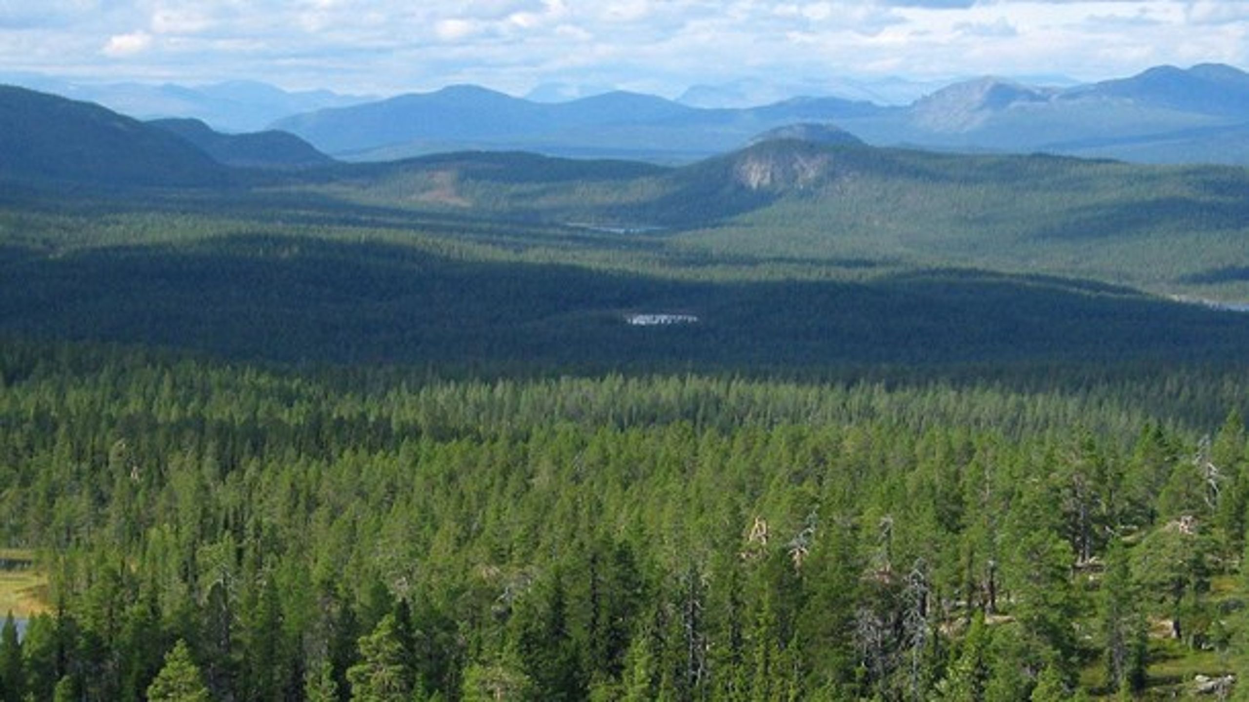 Skogsområdet Sasknek-Jullevare vid Jokkmokk i Norrbotten
