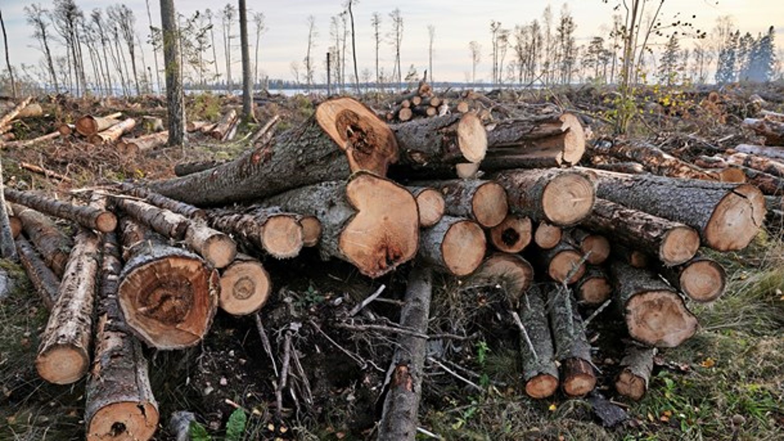 “Skogar med höga naturvärden fortsätter att avverkas trots att utarmningen av biologisk mångfald inte har bromsats.”&nbsp;