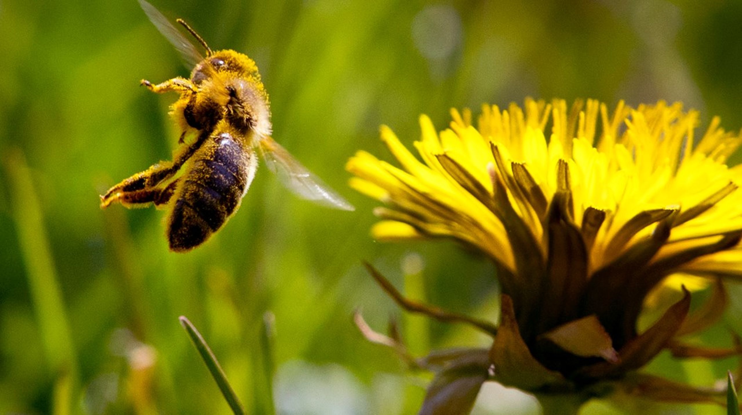 "Liberalerna anser att kommande jordbruksprogram behöver sätta fokus på öppna landskap och habitat för pollinerande insekter."