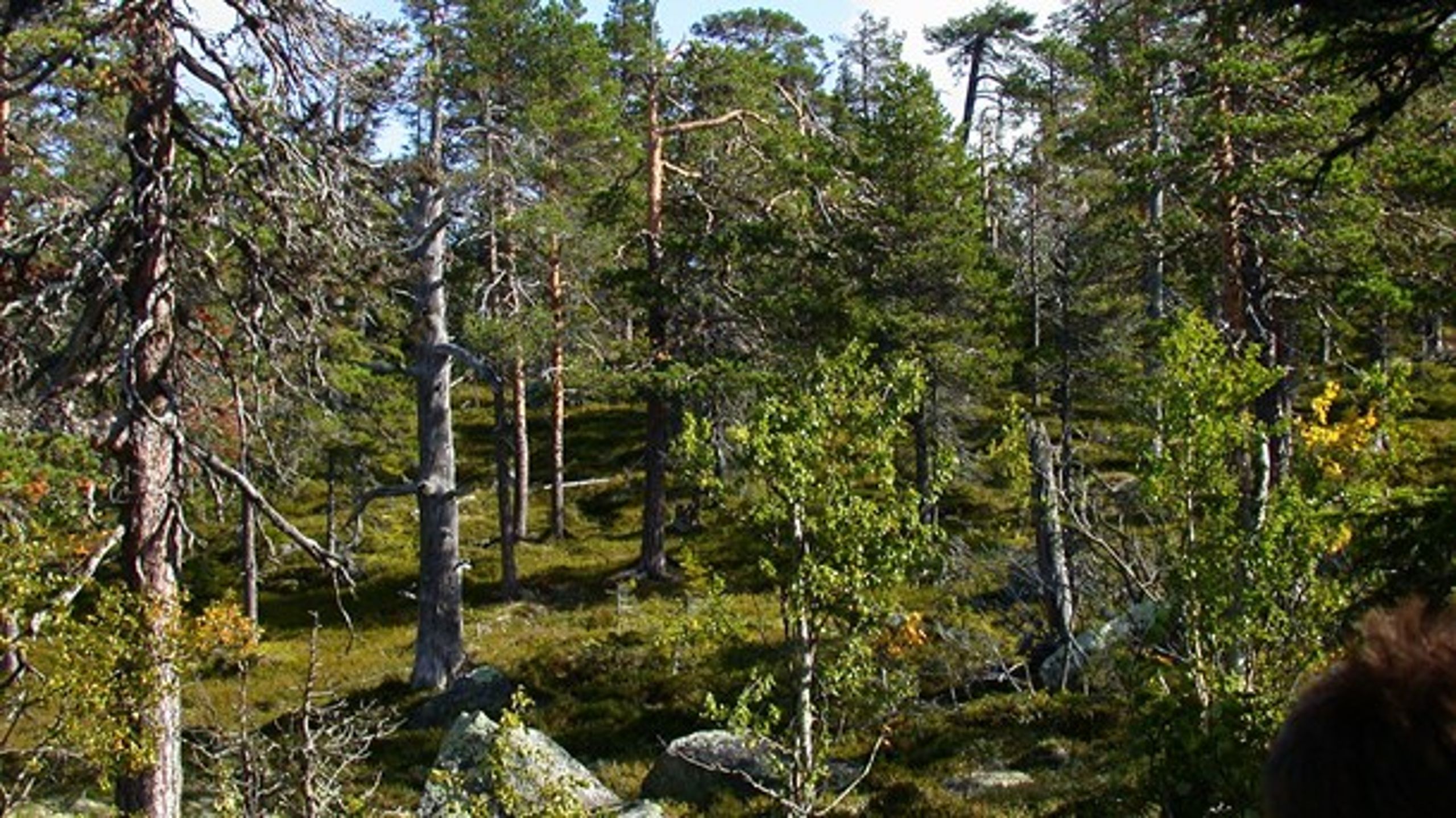 Skog i Jämtland.