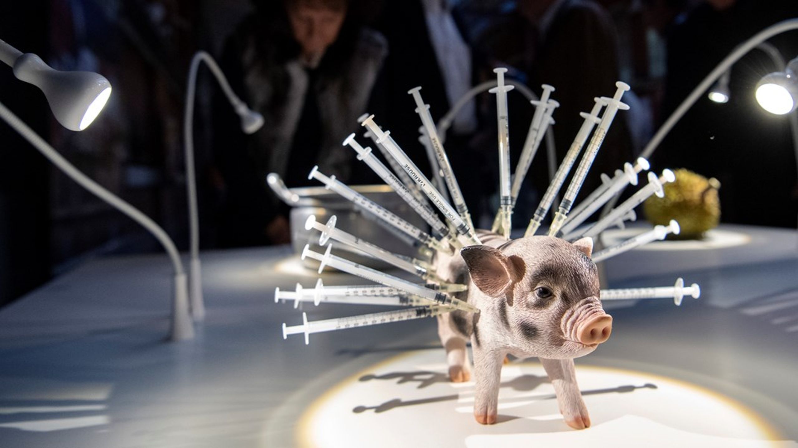Globalt sett används det mer antibiotika till friska djur än till sjuka människor, enligt WWF. På bilden en gris med antibiotikasprutor på en utställning i Malmö, 2018.
