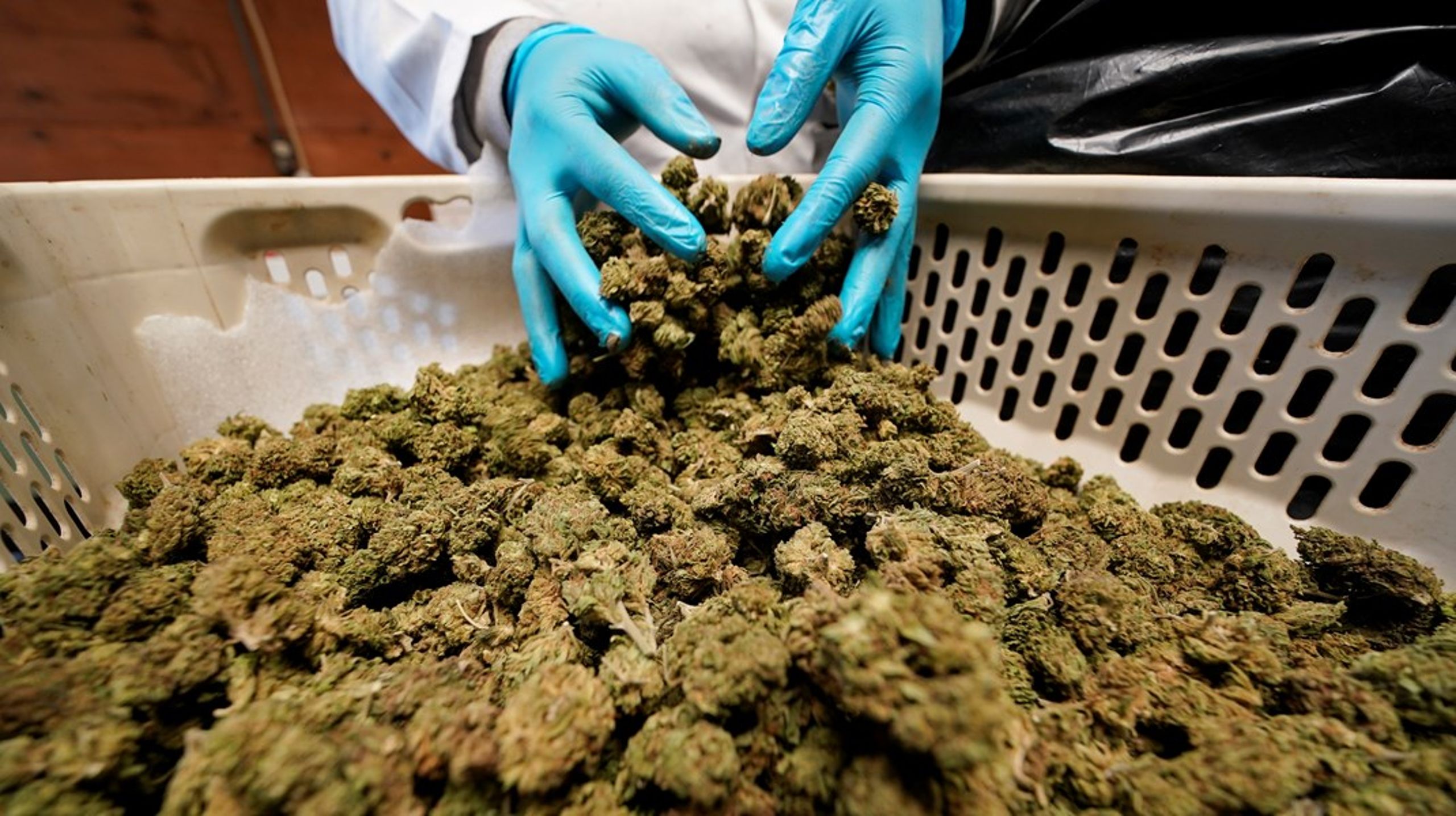 Cannabis var den mest förekommande drogen enligt en ny rapport. Från 2016 och framåt gav mer än 2 procent av testerna ett positivt utslag för cannabis.