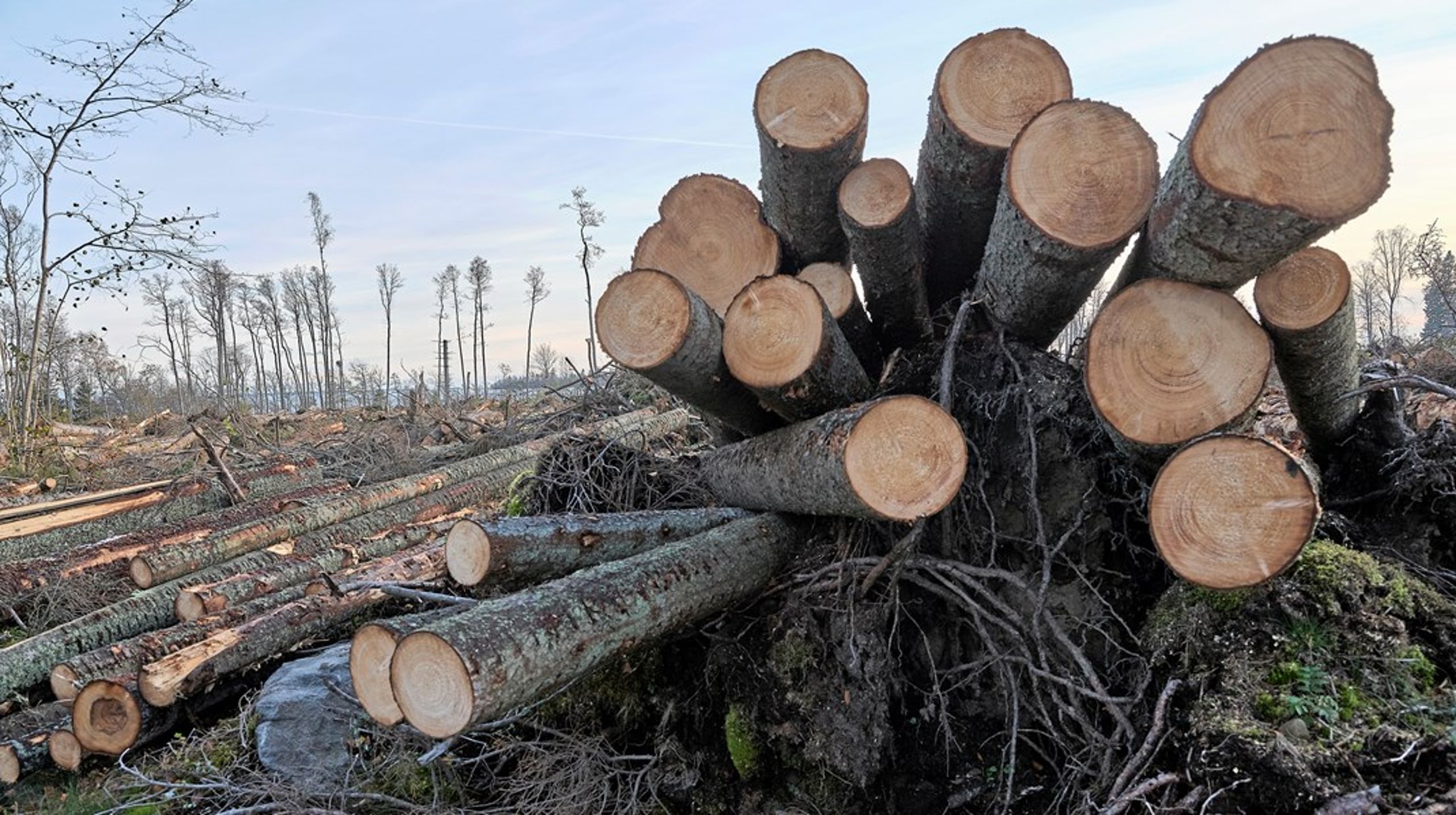 ”För en typisk skog i Mellansverige tar det 10-15 år innan utsläppen har upphört och tills skogen börjar fungera som en kolsänka igen”.