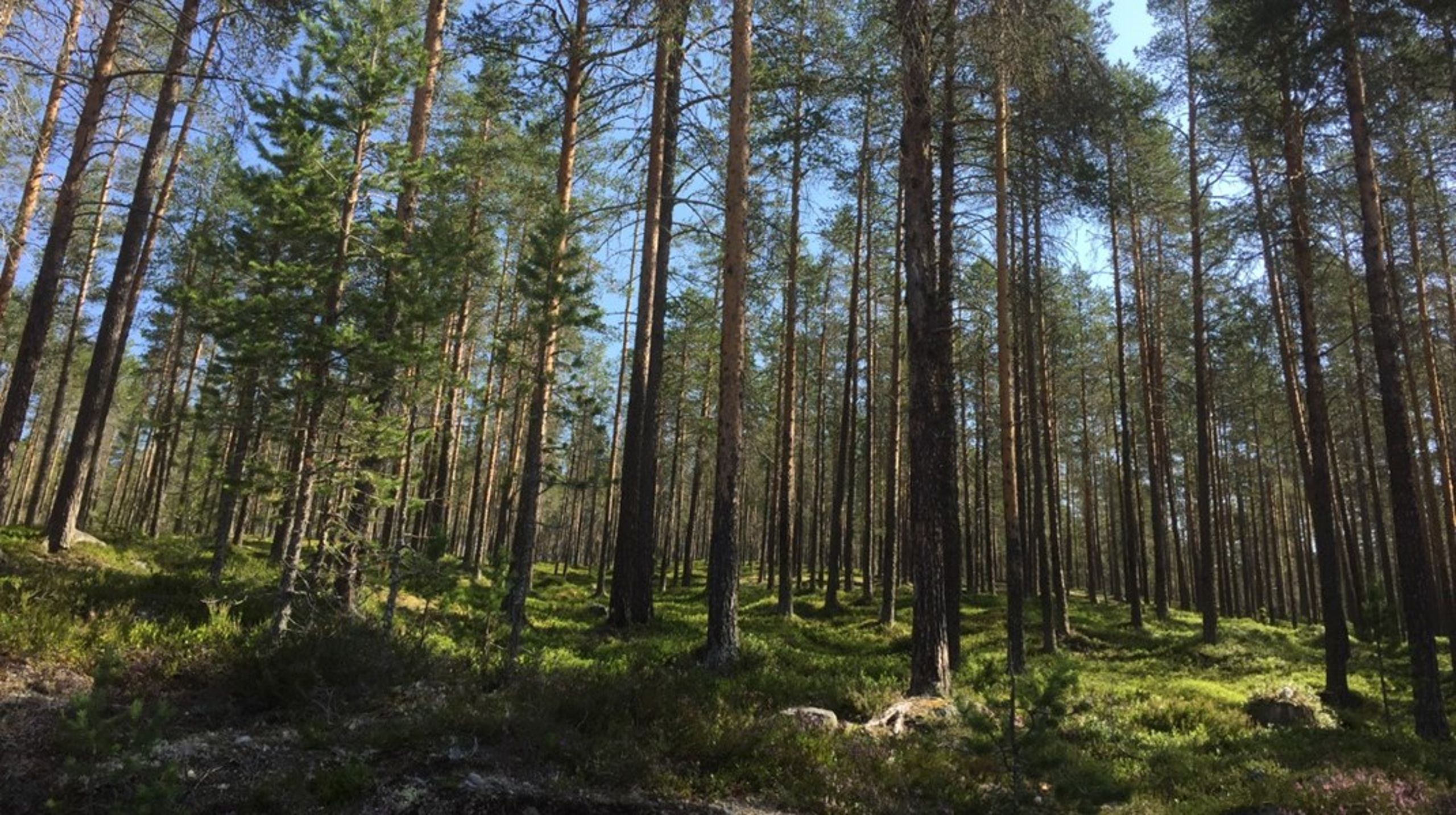 LRF Skogsdirektör Magnus Kindbom och KD:s Kjell-Arne Ottosson har anmält SVT:s serie Slaget om skogen.&nbsp;